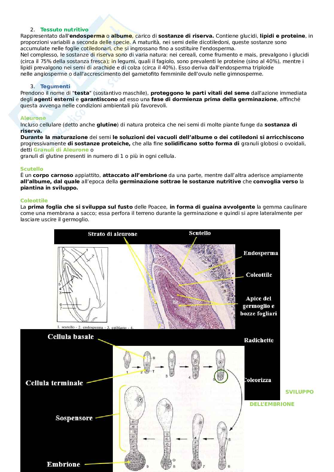 Biologia vegetale - Seme, dispersione fitocromo Pag. 2