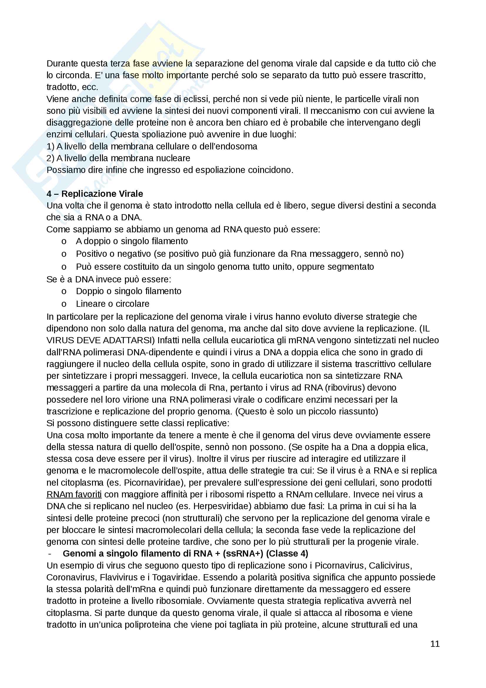 I virus in dettaglio - Microbiologia Pag. 11