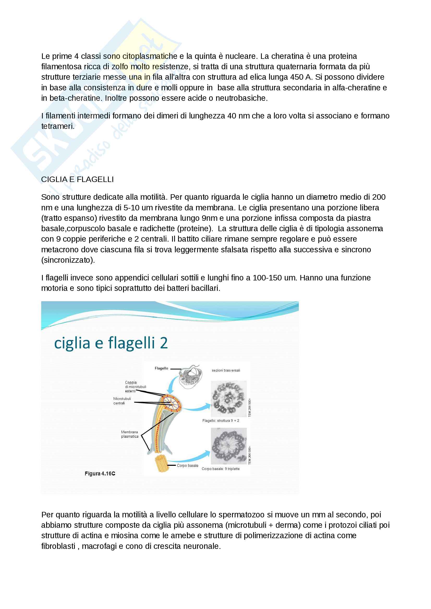 Riassunti di citologia Pag. 11
