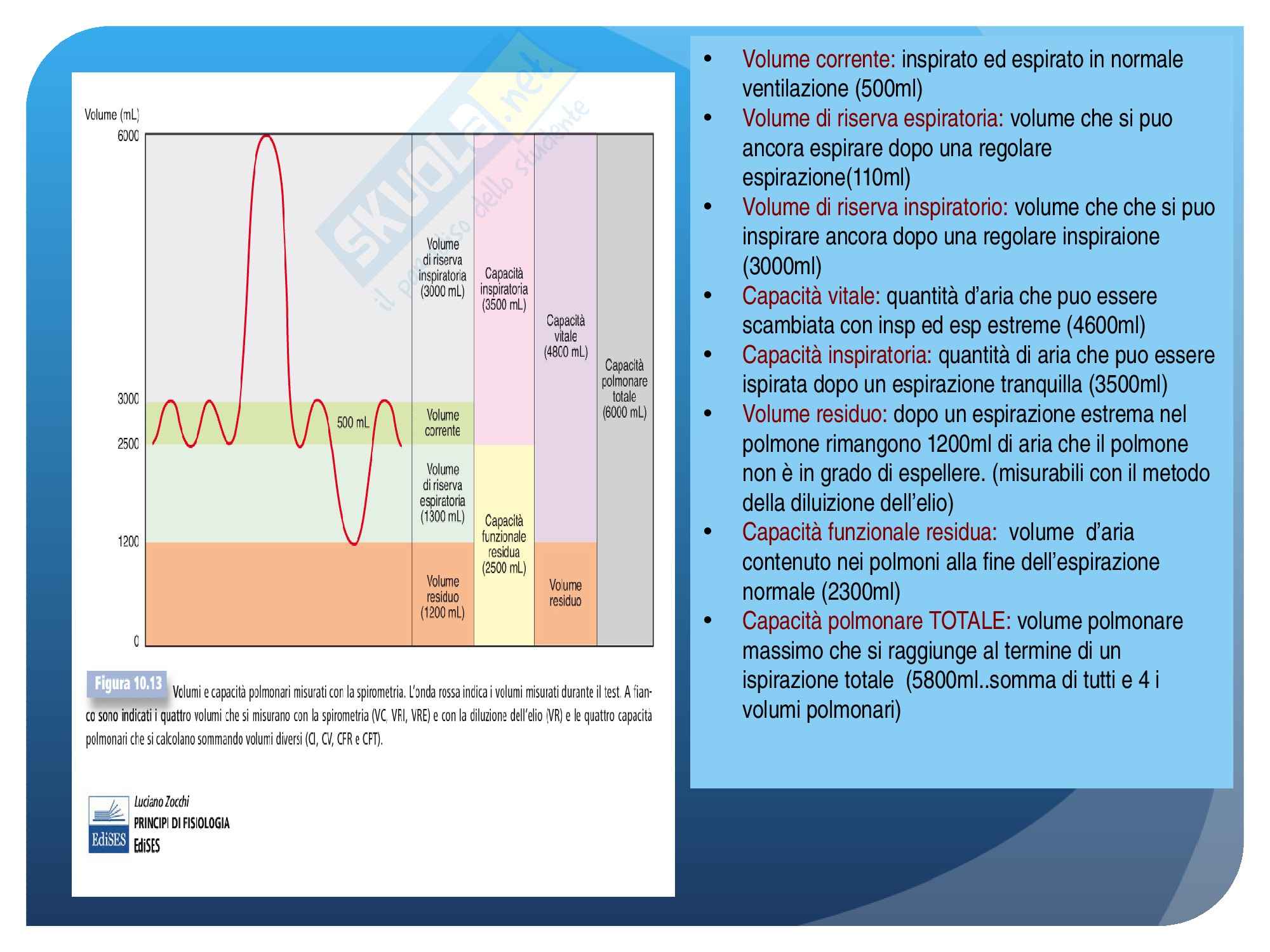 Sistema respiratorio (parte 1), Anatomia e fisiologia Pag. 51