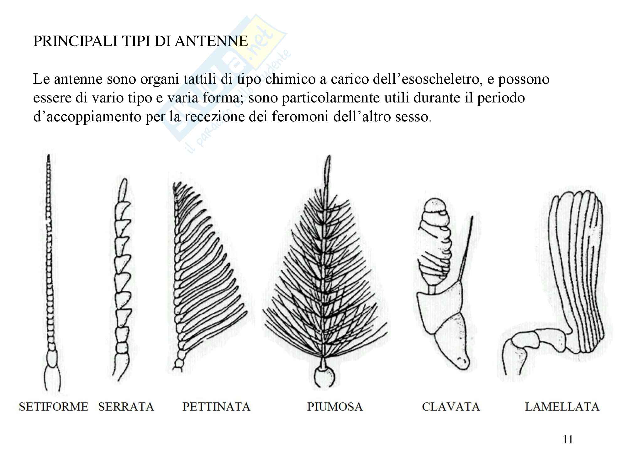Insetti generalità, zoologia, scienze biologiche Pag. 11