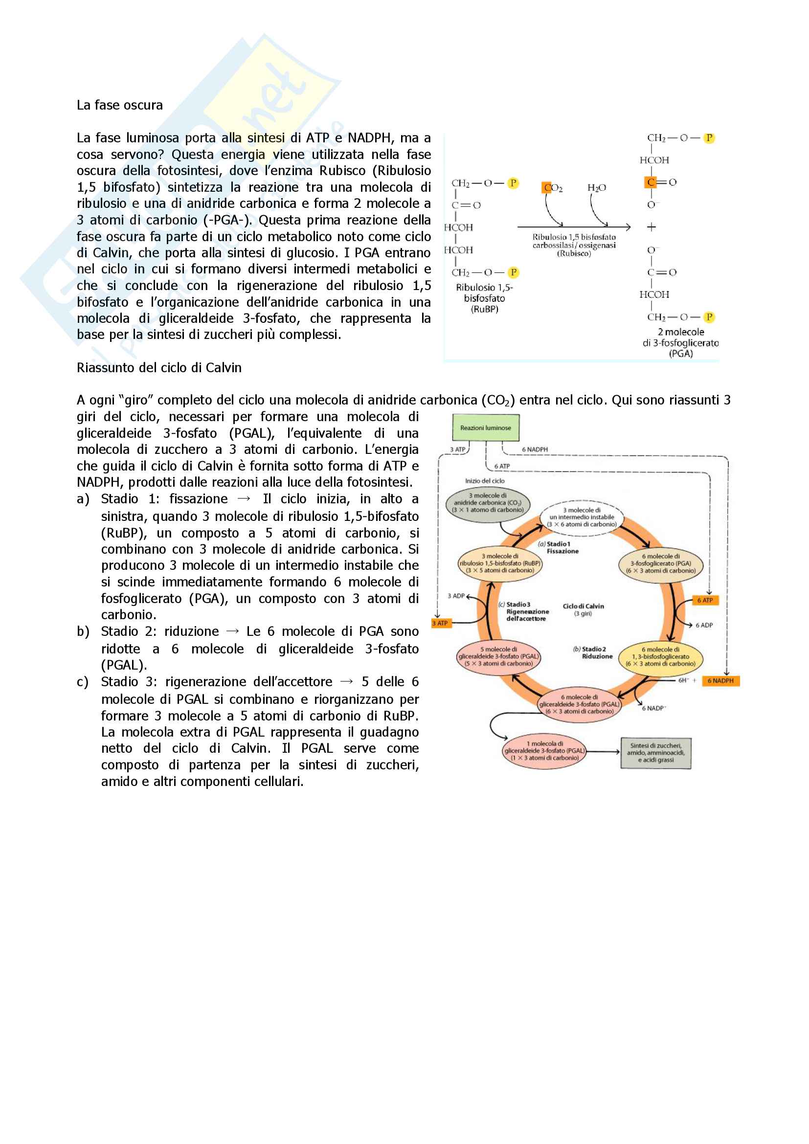 Botanica 1 Pag. 11