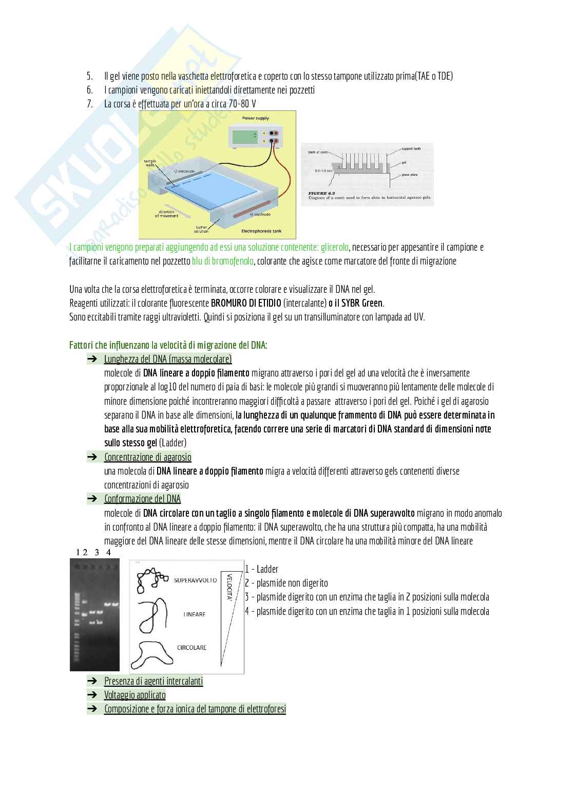 Appunti di laboratorio (teoria + pratica) + domande d'esame e alcuni esercizi svolti Pag. 11