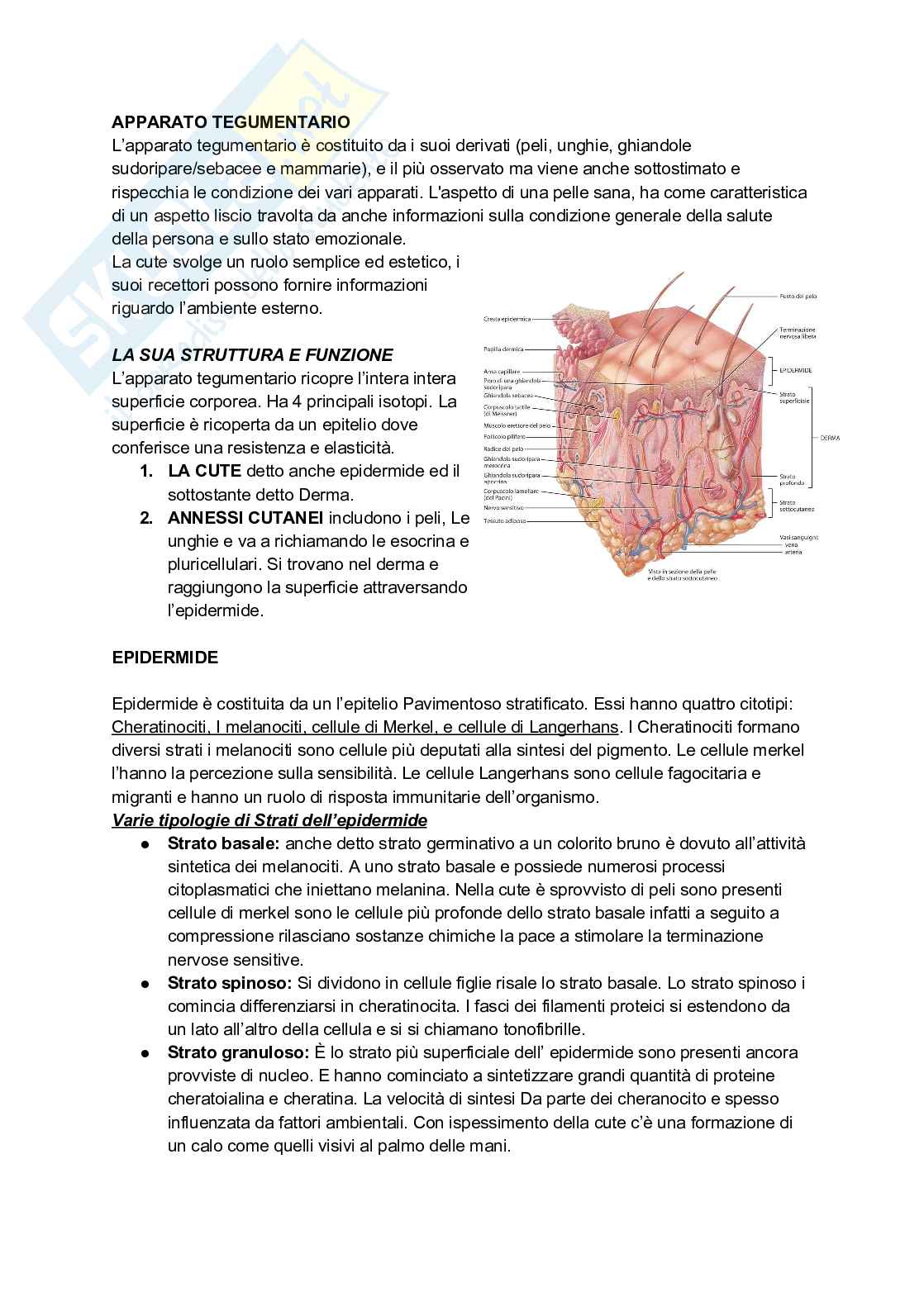Appunti completi di Anatomia umana - Apparati e sistemi Pag. 1