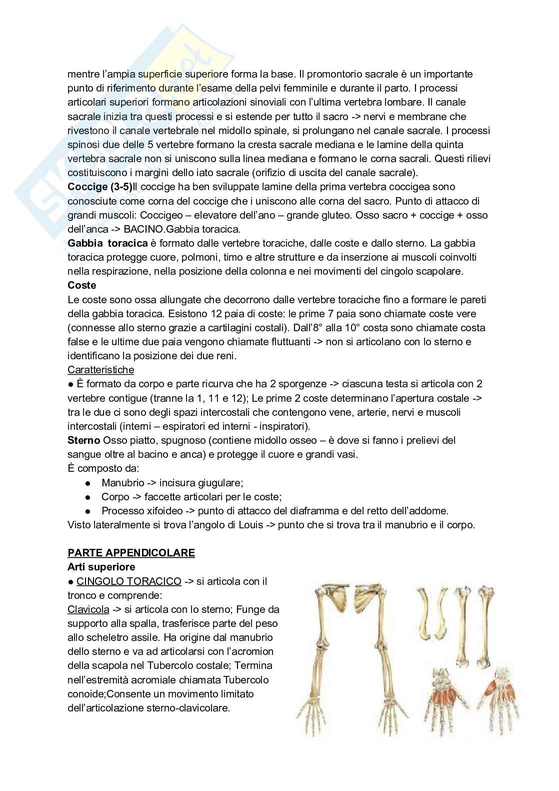 Appunti completi di Anatomia umana - Apparati e sistemi Pag. 11