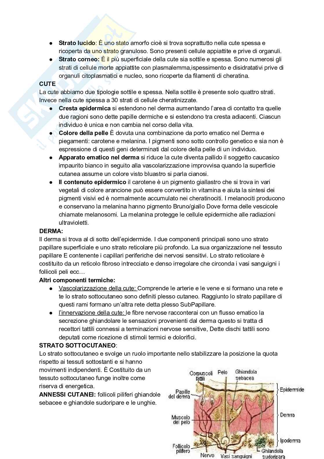 Appunti completi di Anatomia umana - Apparati e sistemi Pag. 2