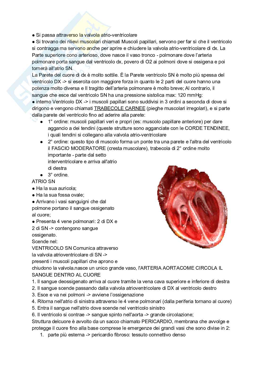 Appunti completi di Anatomia umana - Apparati e sistemi Pag. 36