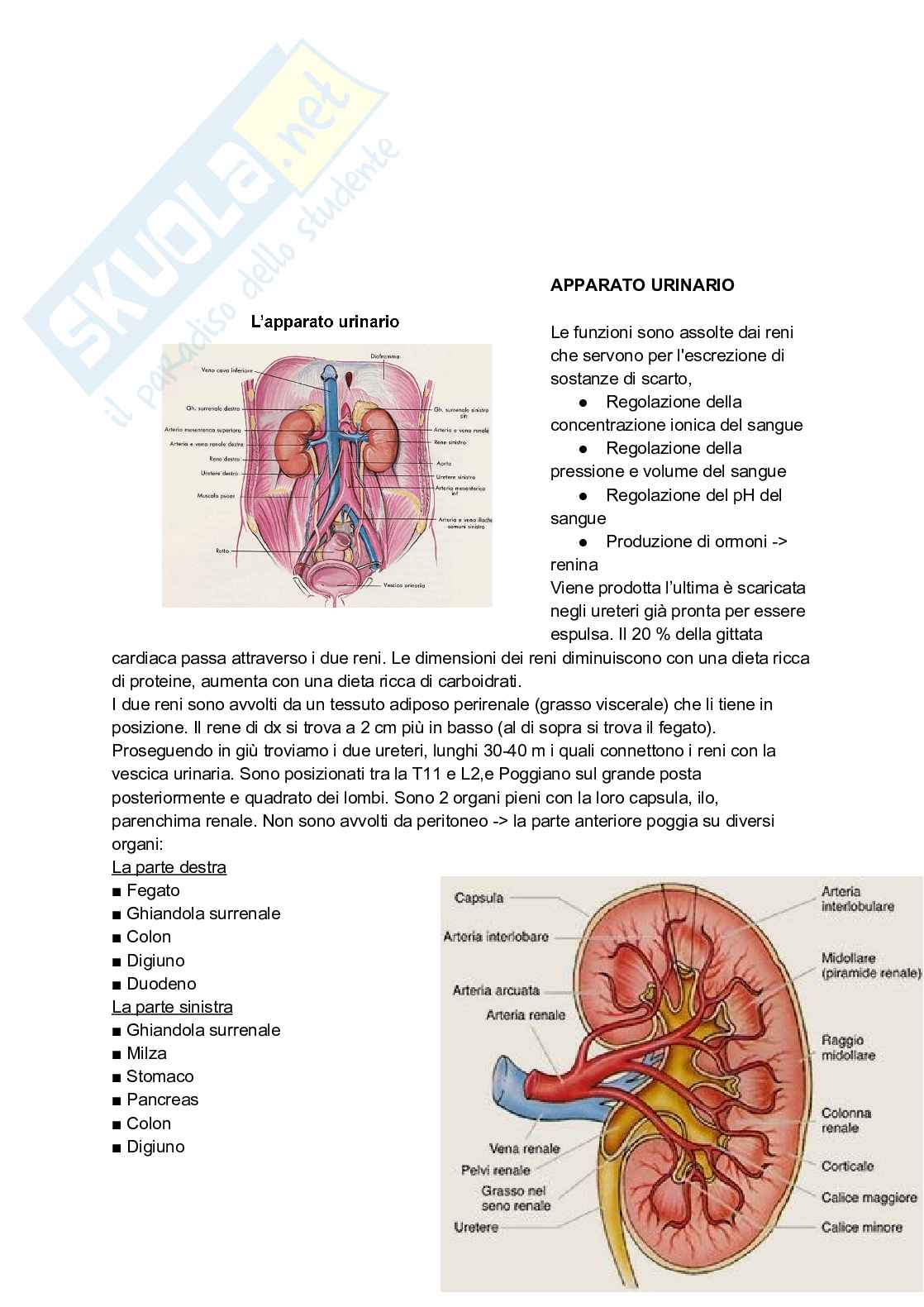 Appunti completi di Anatomia umana - Apparati e sistemi Pag. 41
