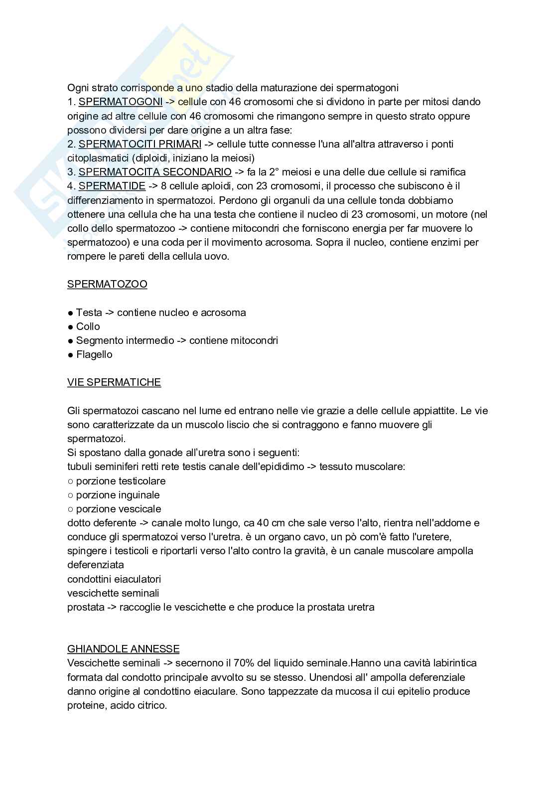 Appunti completi di Anatomia umana - Apparati e sistemi Pag. 46