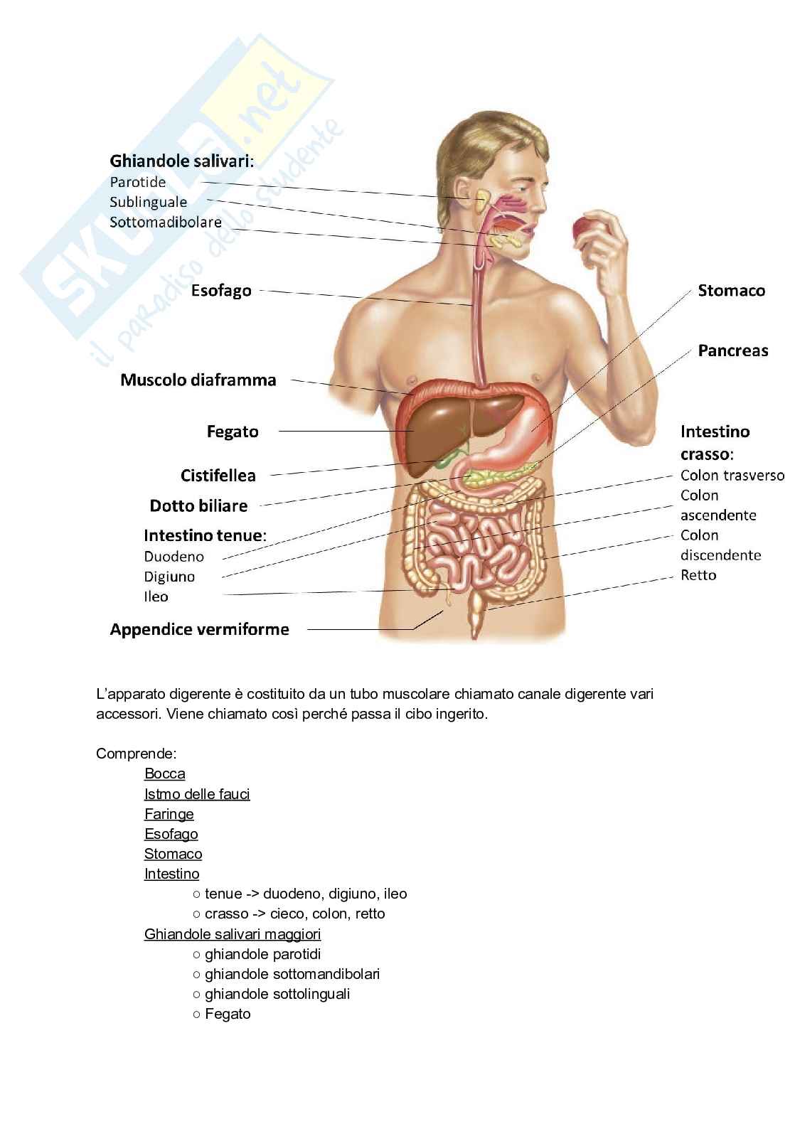 Appunti completi di Anatomia umana - Apparati e sistemi Pag. 56