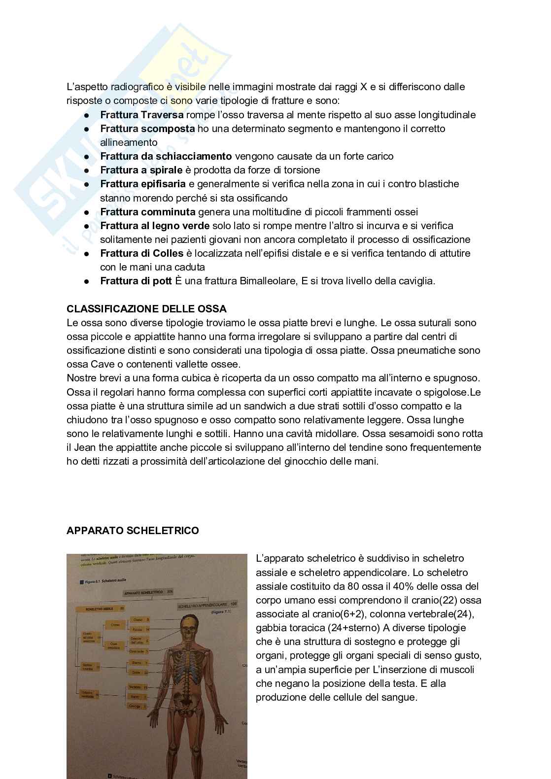 Appunti completi di Anatomia umana - Apparati e sistemi Pag. 6