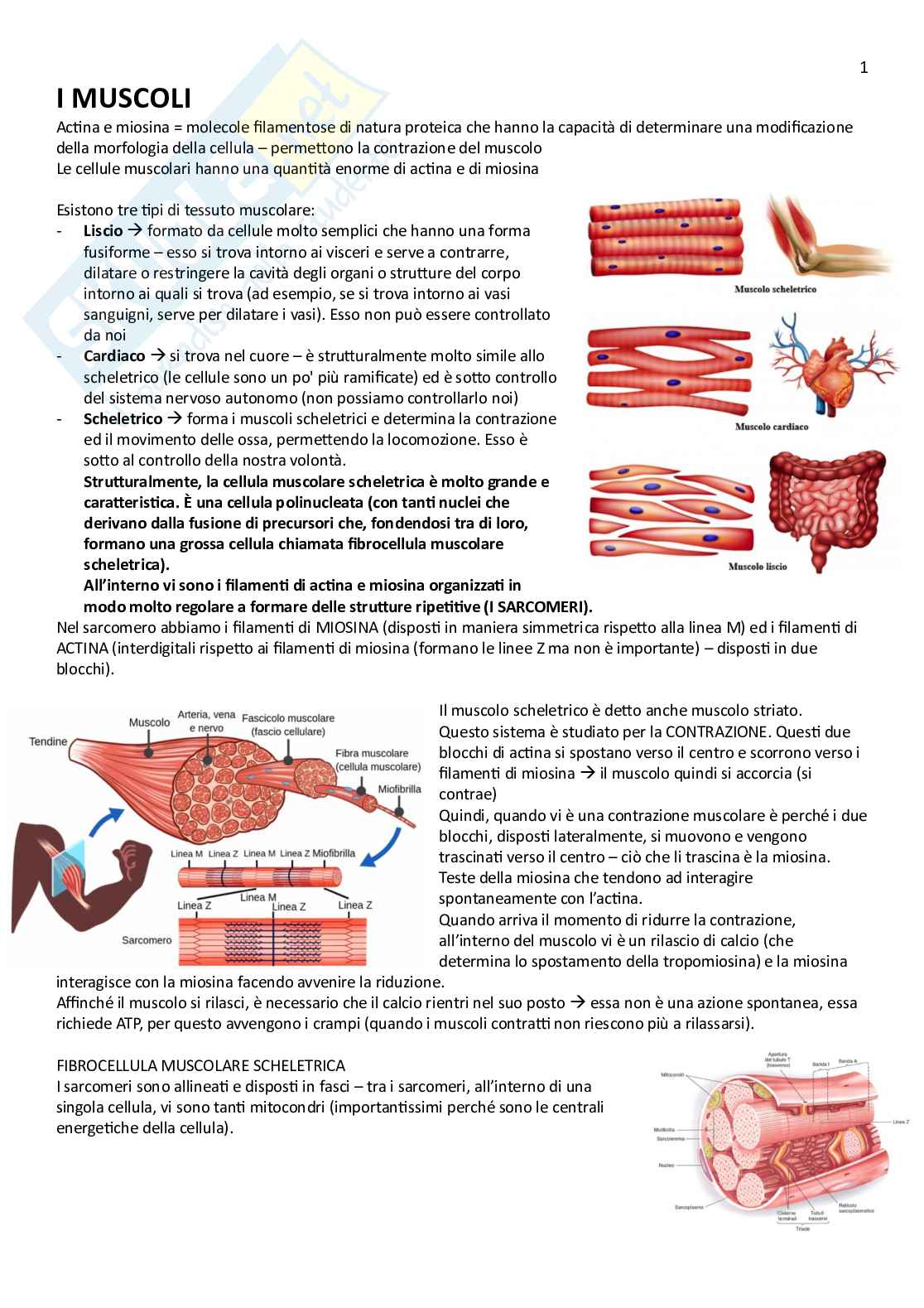 Anatomia umana  Pag. 1