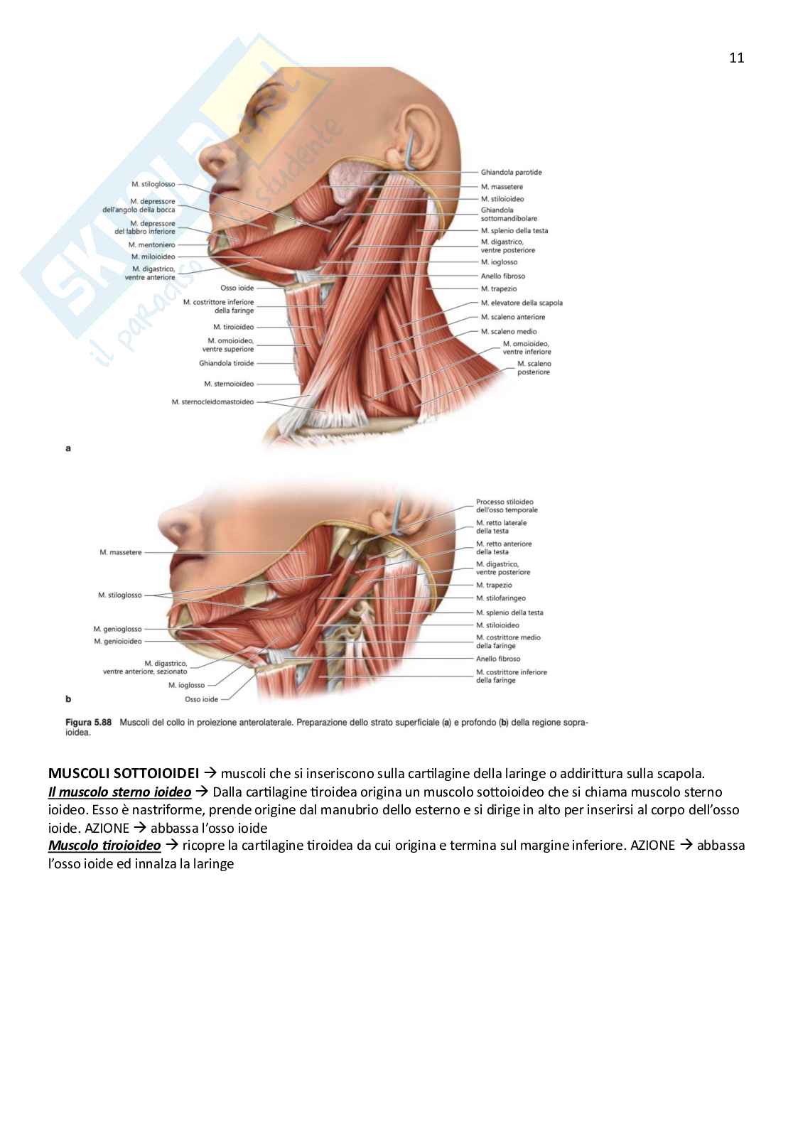 Anatomia umana  Pag. 11
