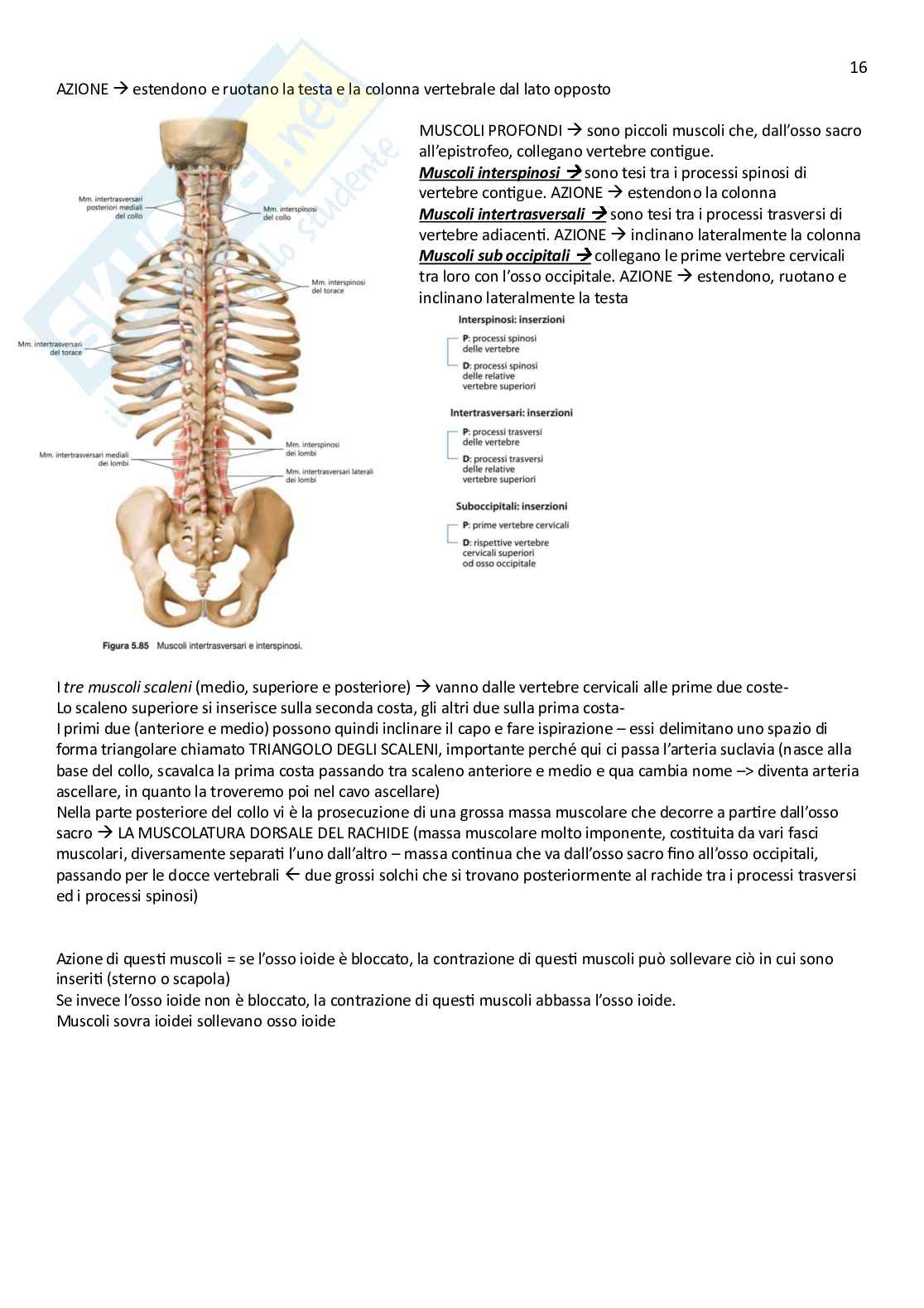 Anatomia umana  Pag. 16