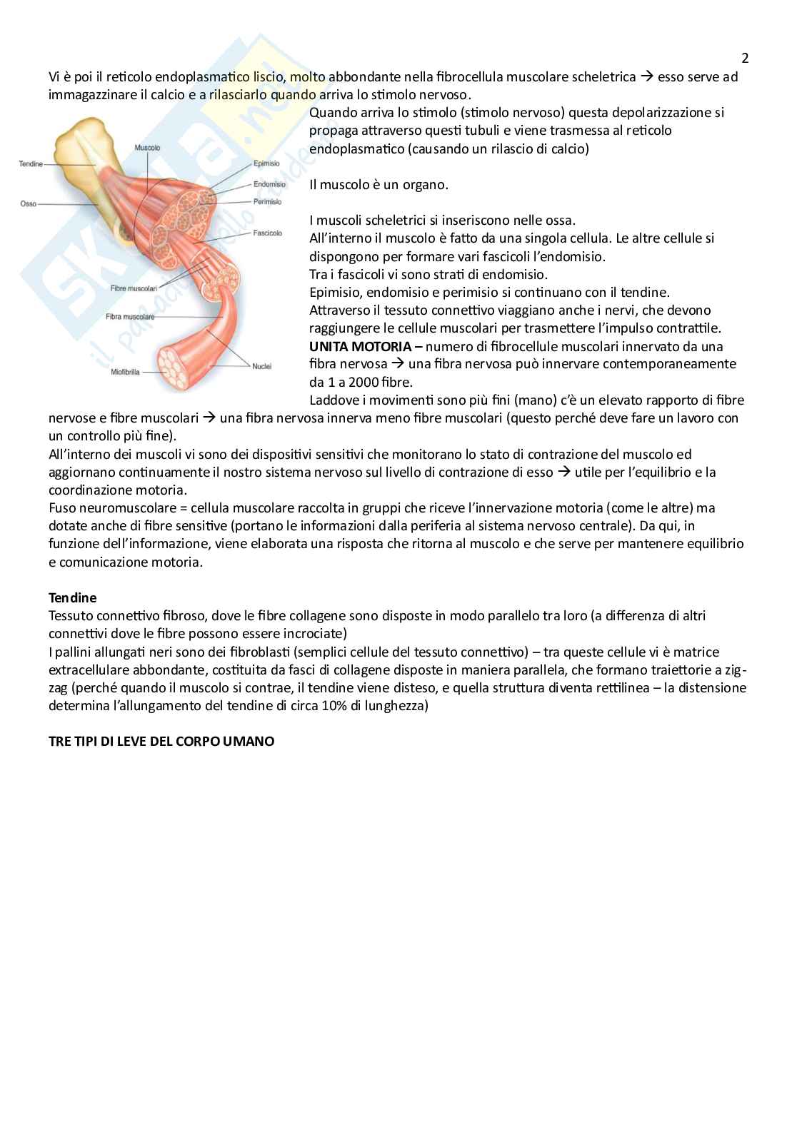 Anatomia umana  Pag. 2