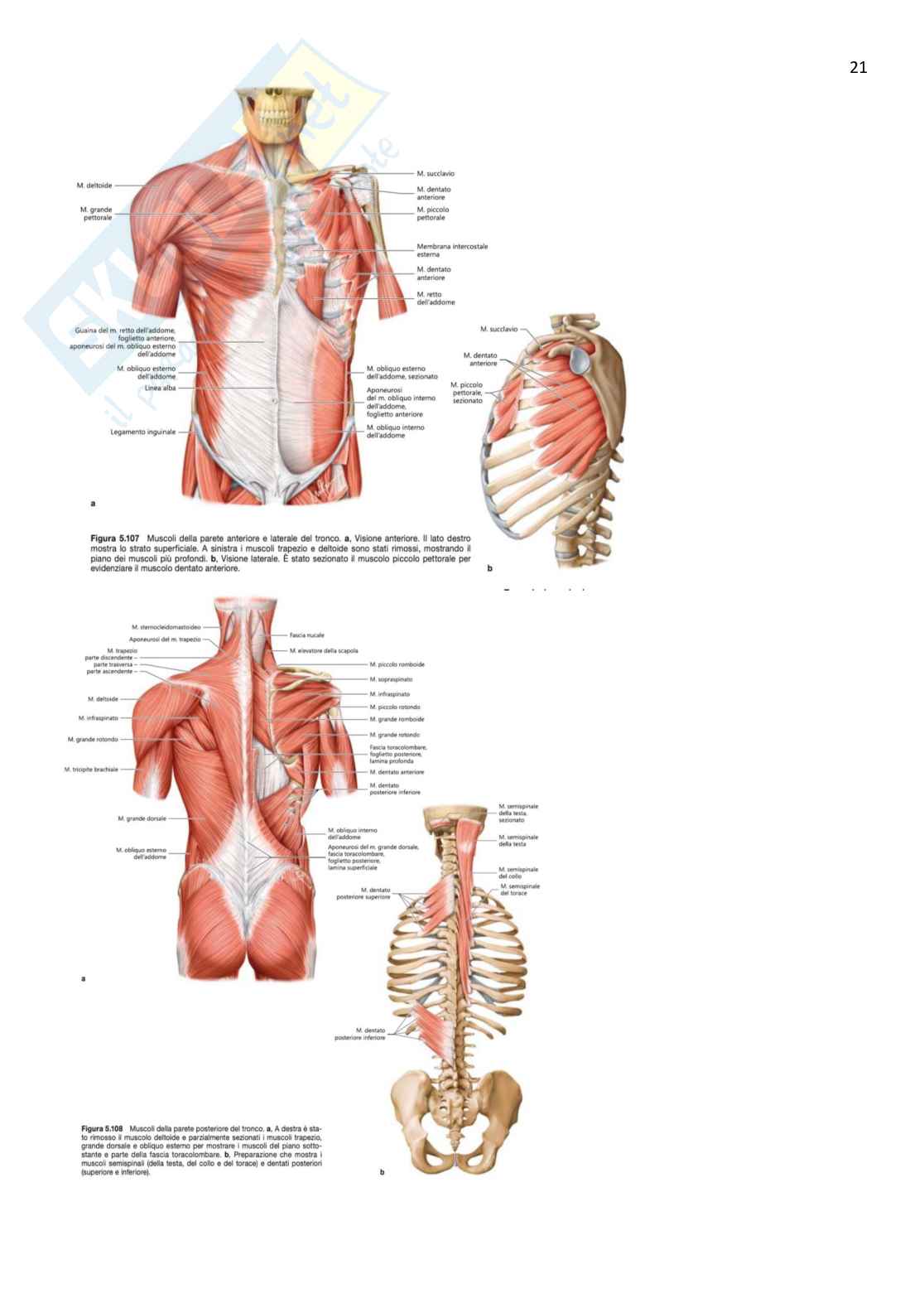 Anatomia umana  Pag. 21
