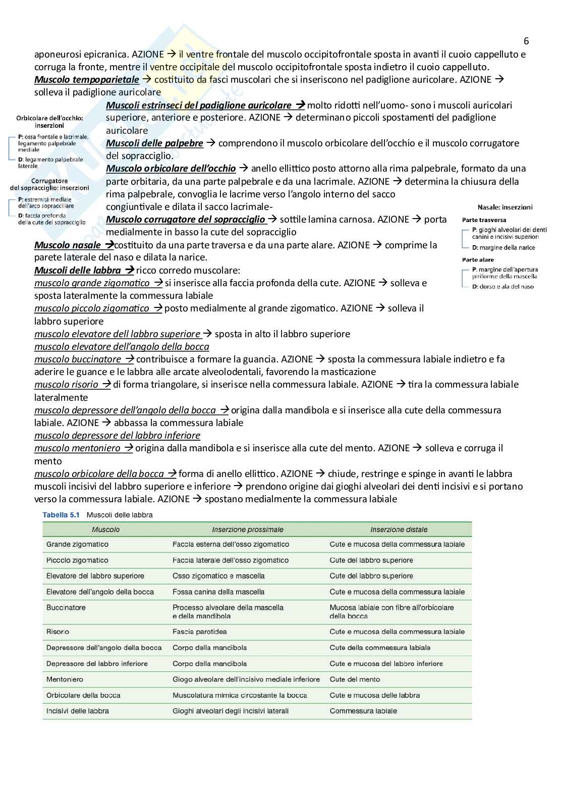 Anatomia umana  Pag. 6