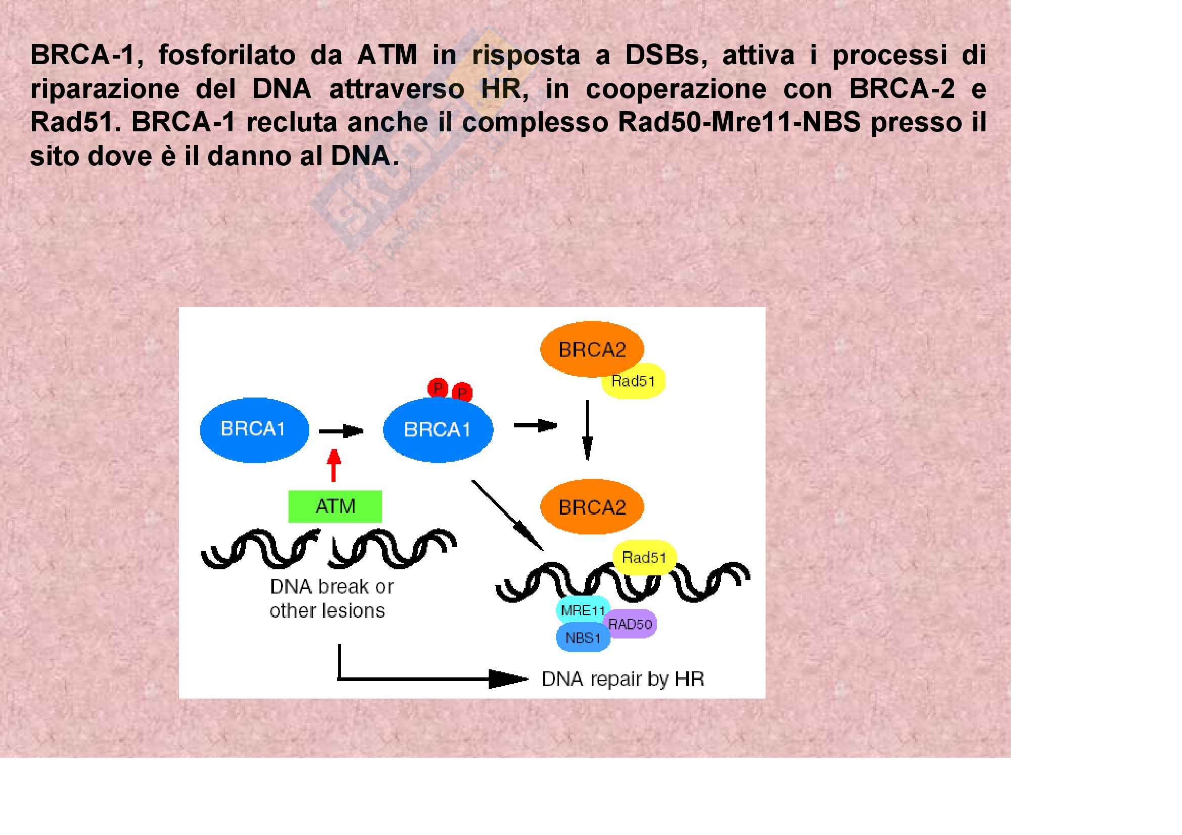 Oncologia – Geni Pag. 6