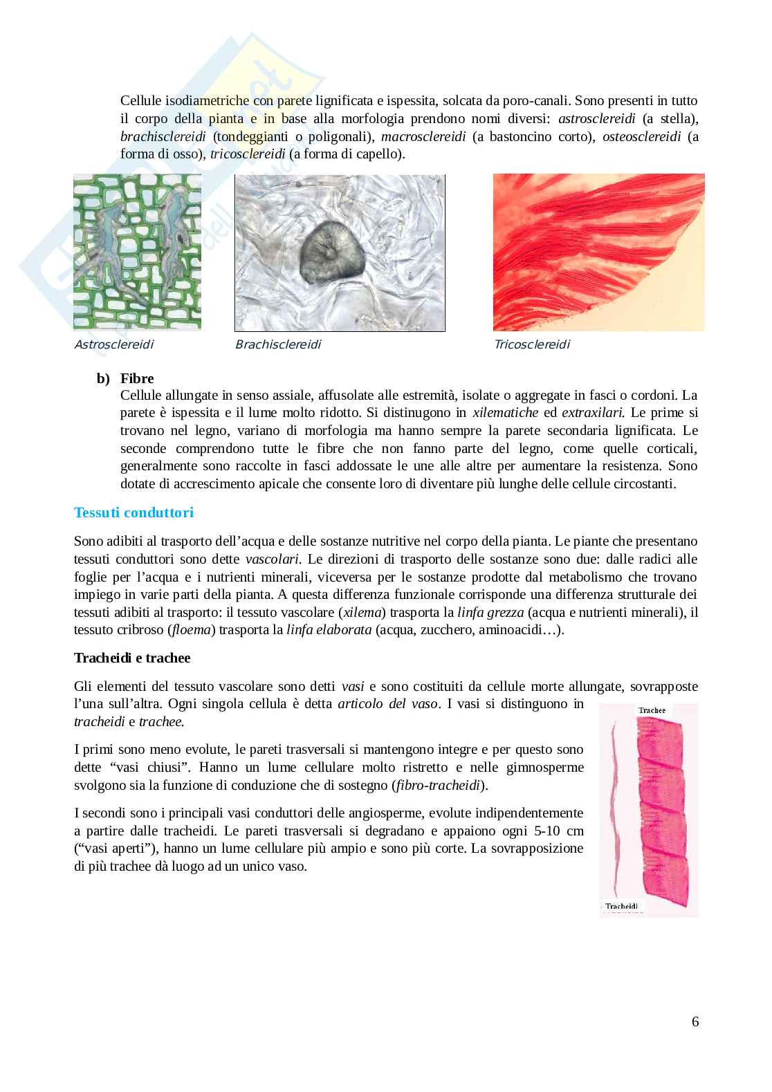 Tessuti vegetali Pag. 6