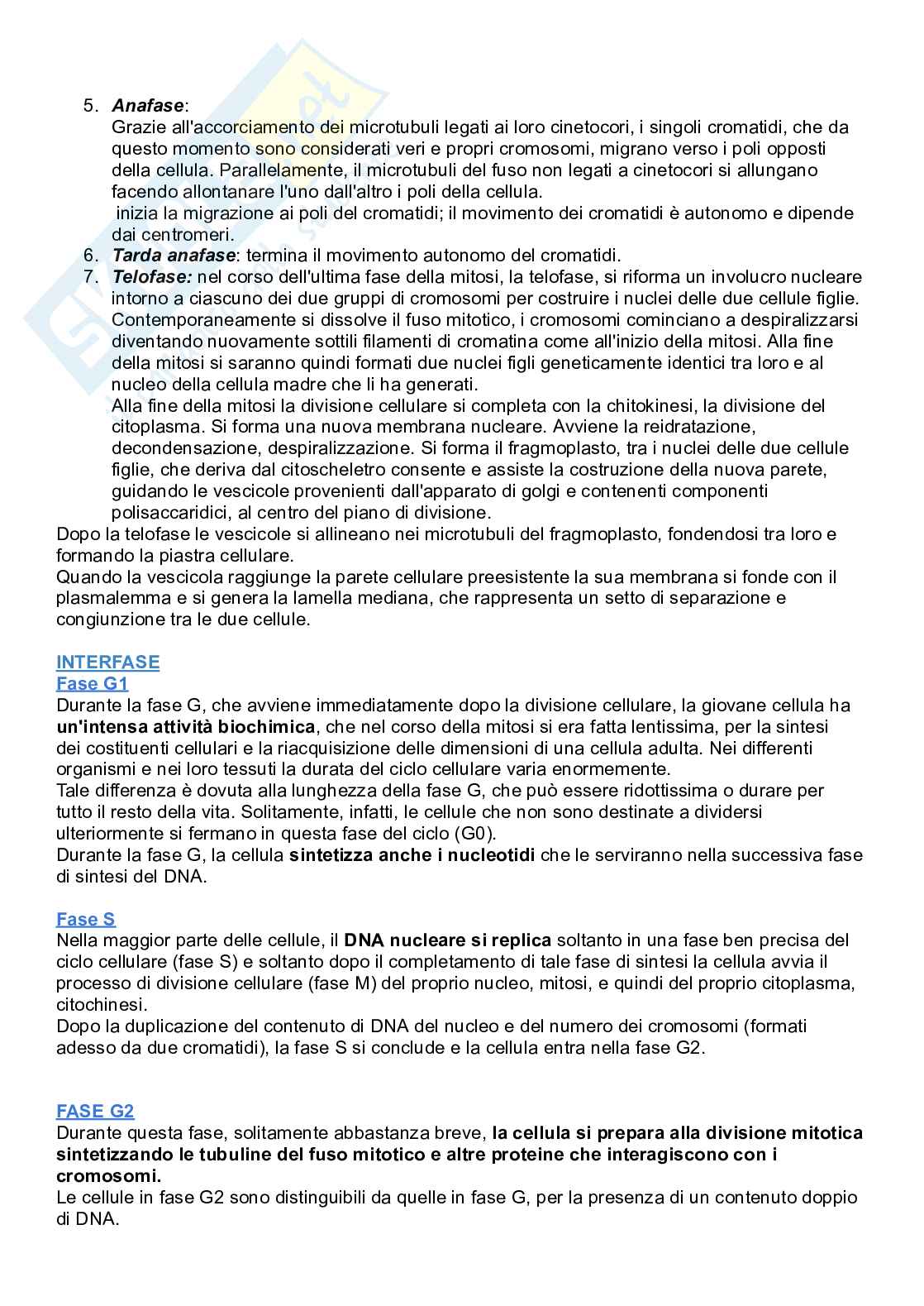 Appunti completi di Botanica: citologia & istologia, organografia, sistematica (pack unico) Pag. 41