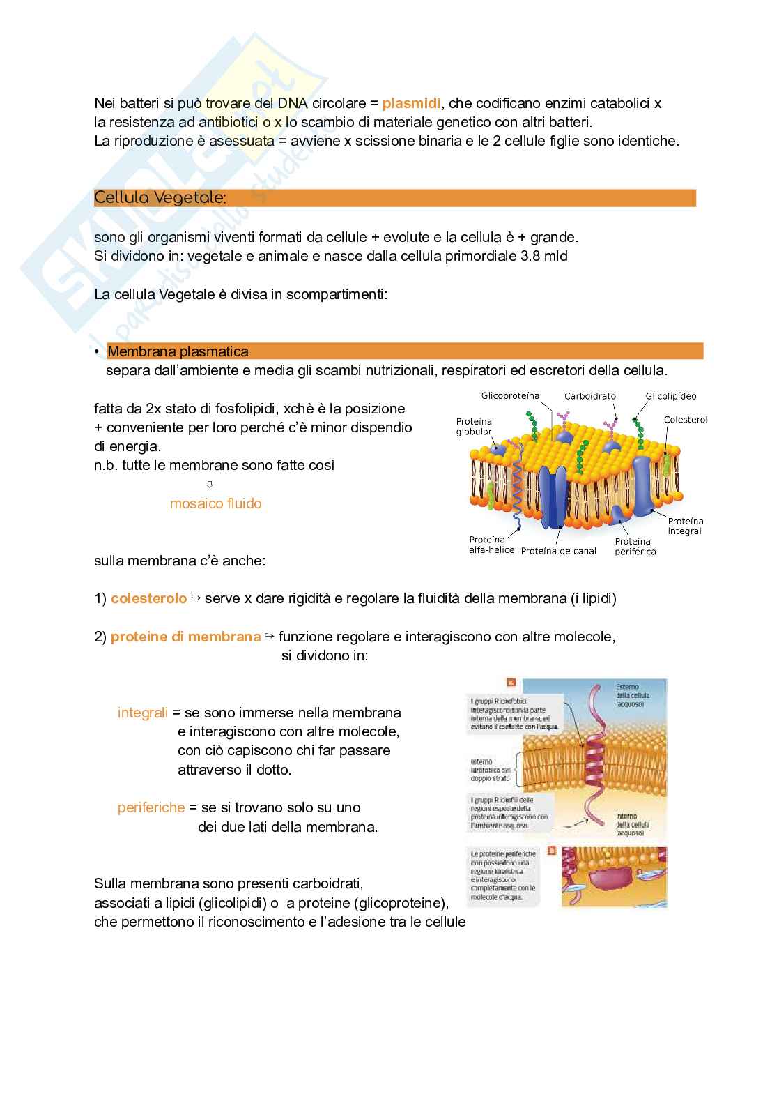 Appunti di Biologia vegetale: la cellula Pag. 2