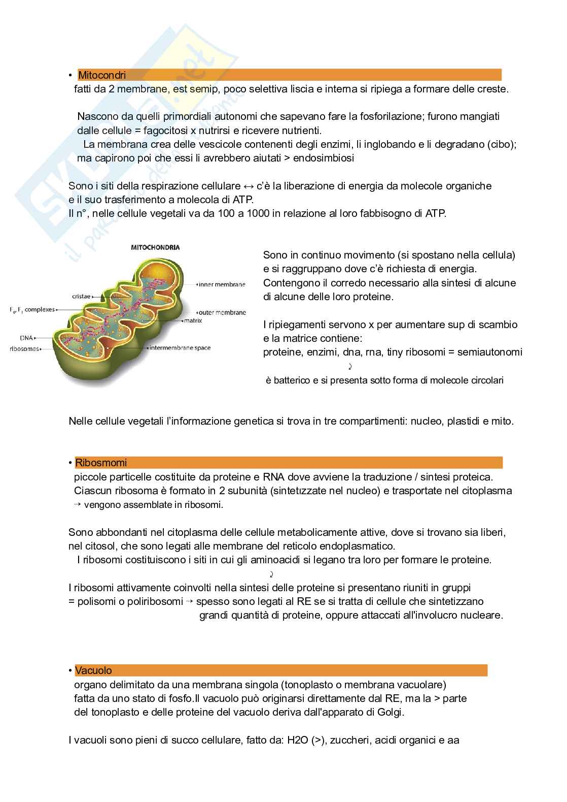 Appunti di Biologia vegetale: la cellula Pag. 6