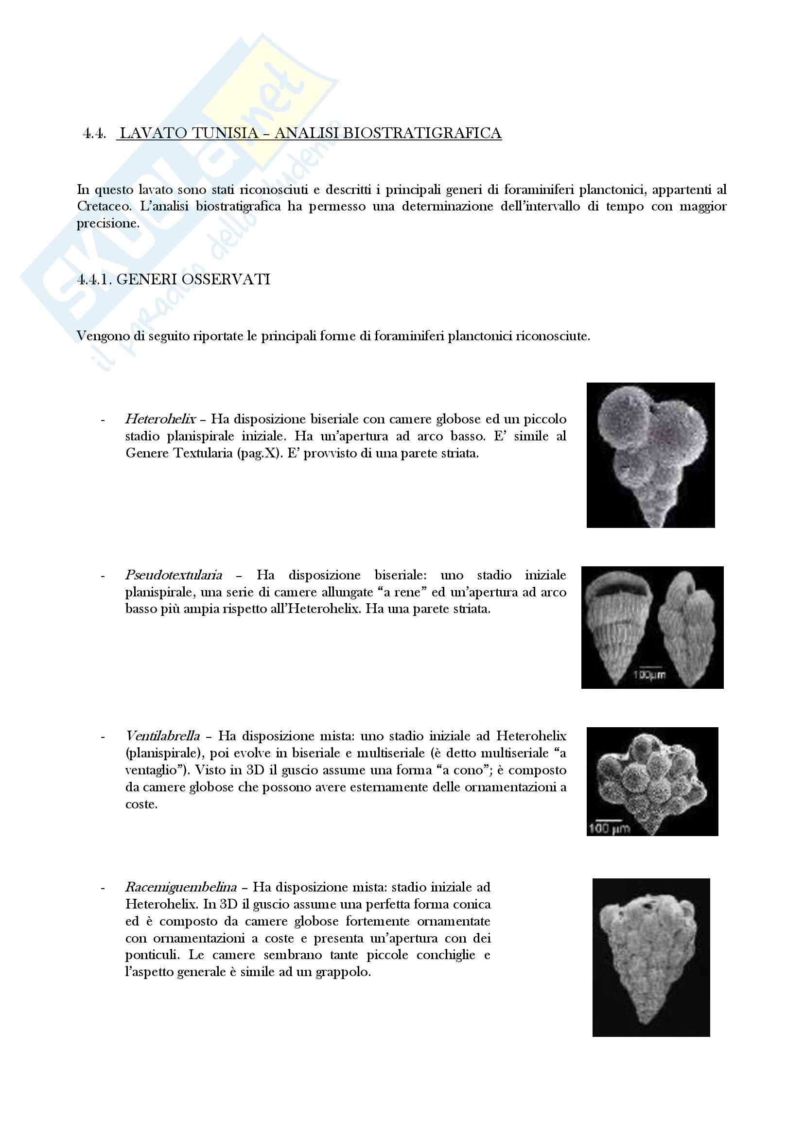 Micropaleontologia - elaborato Pag. 36
