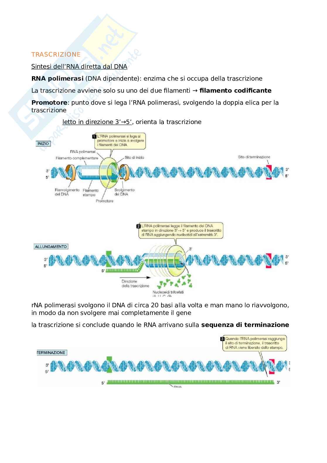 Appunti lezione Biologia generale Pag. 2
