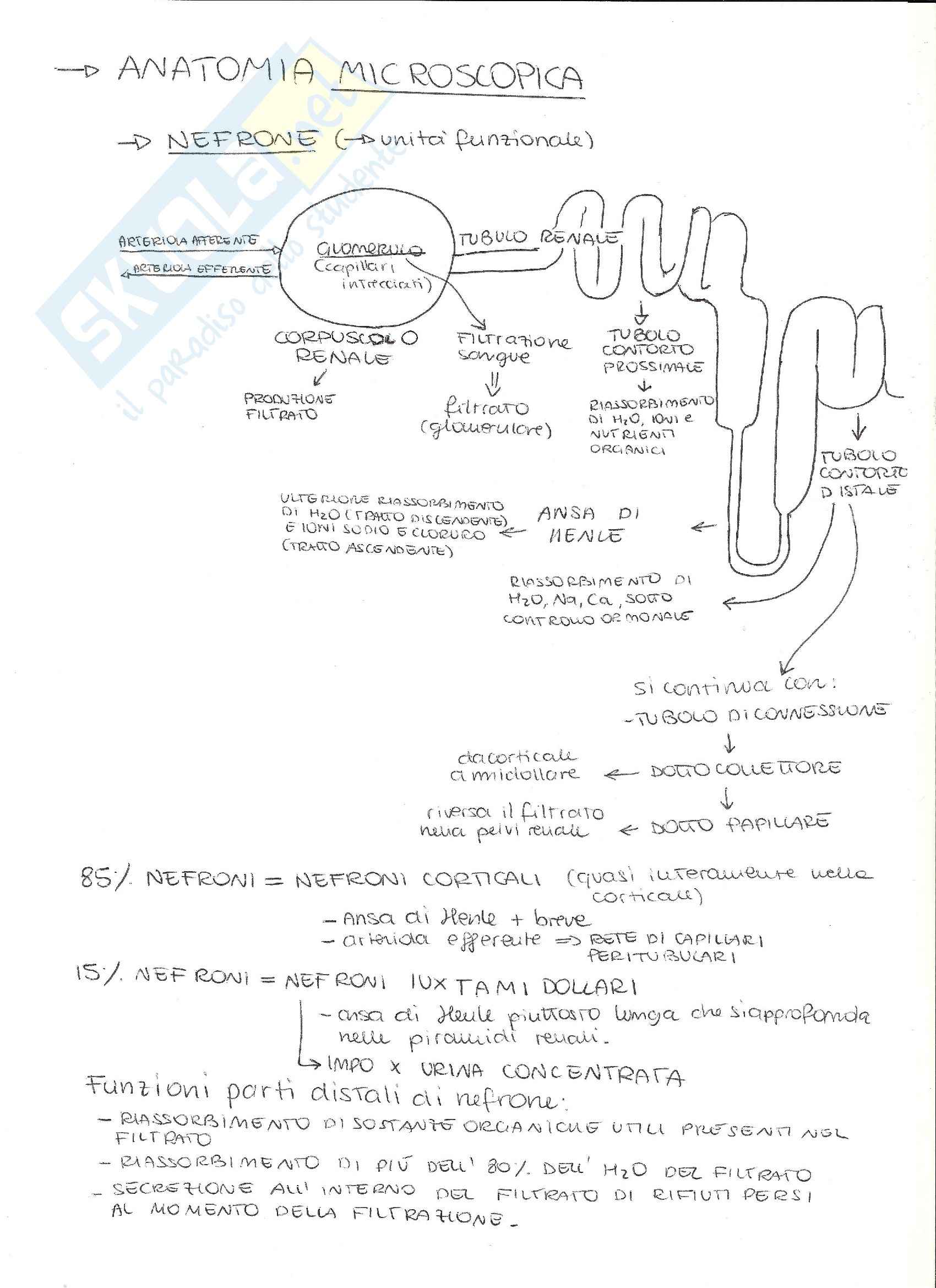 Appunti anatomia umana Pag. 26