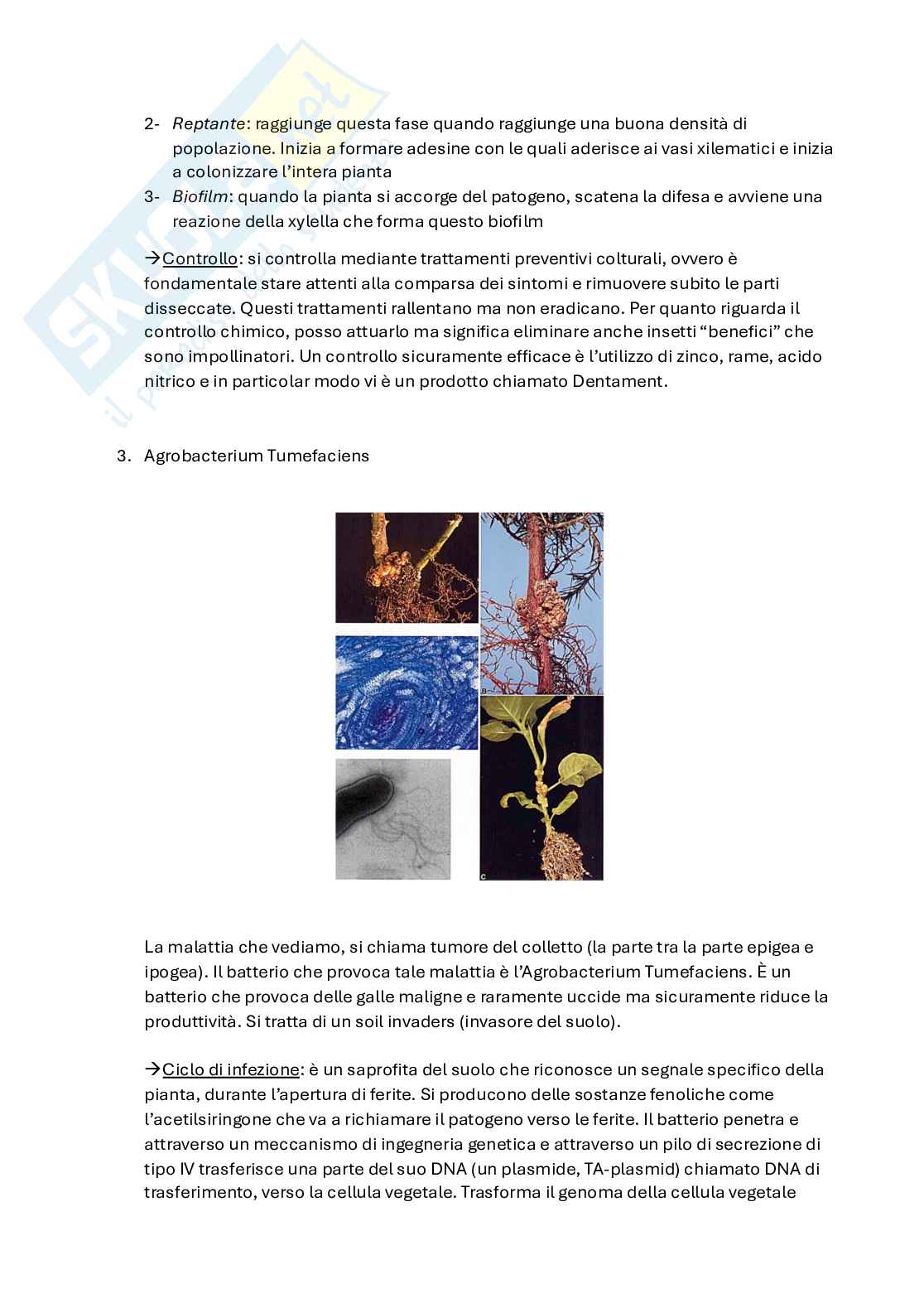 Patologia vegetale  Pag. 16