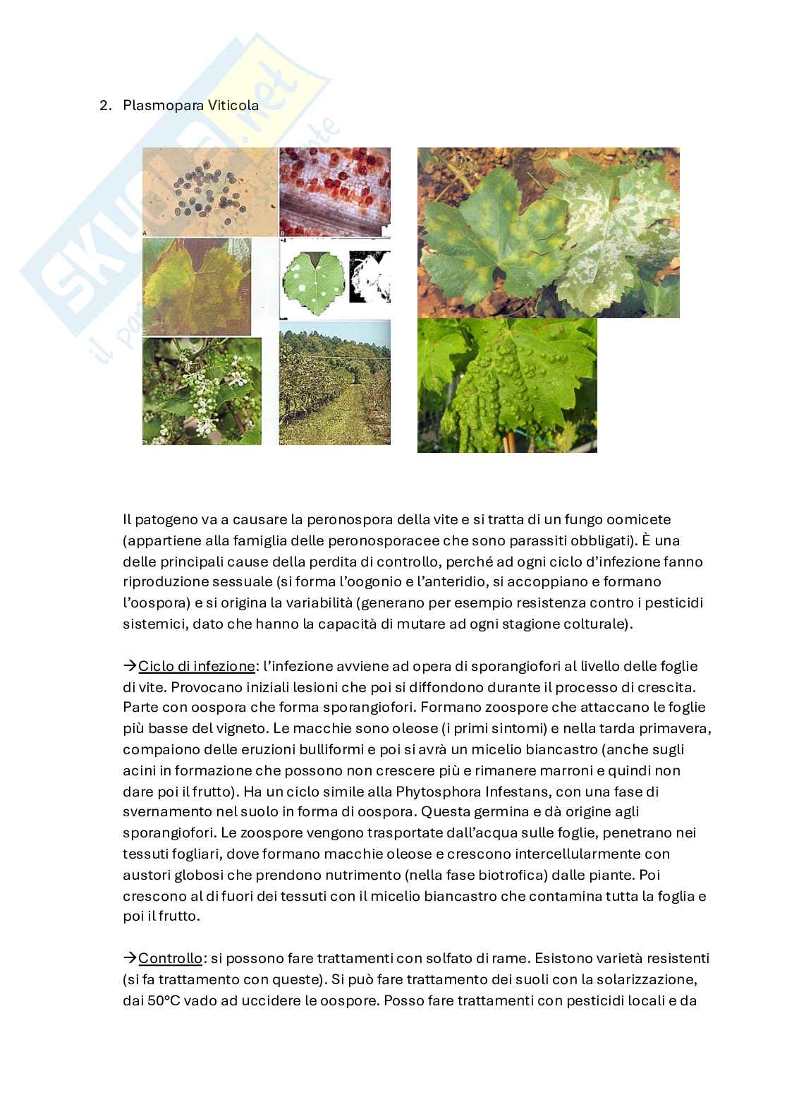 Patologia vegetale  Pag. 26