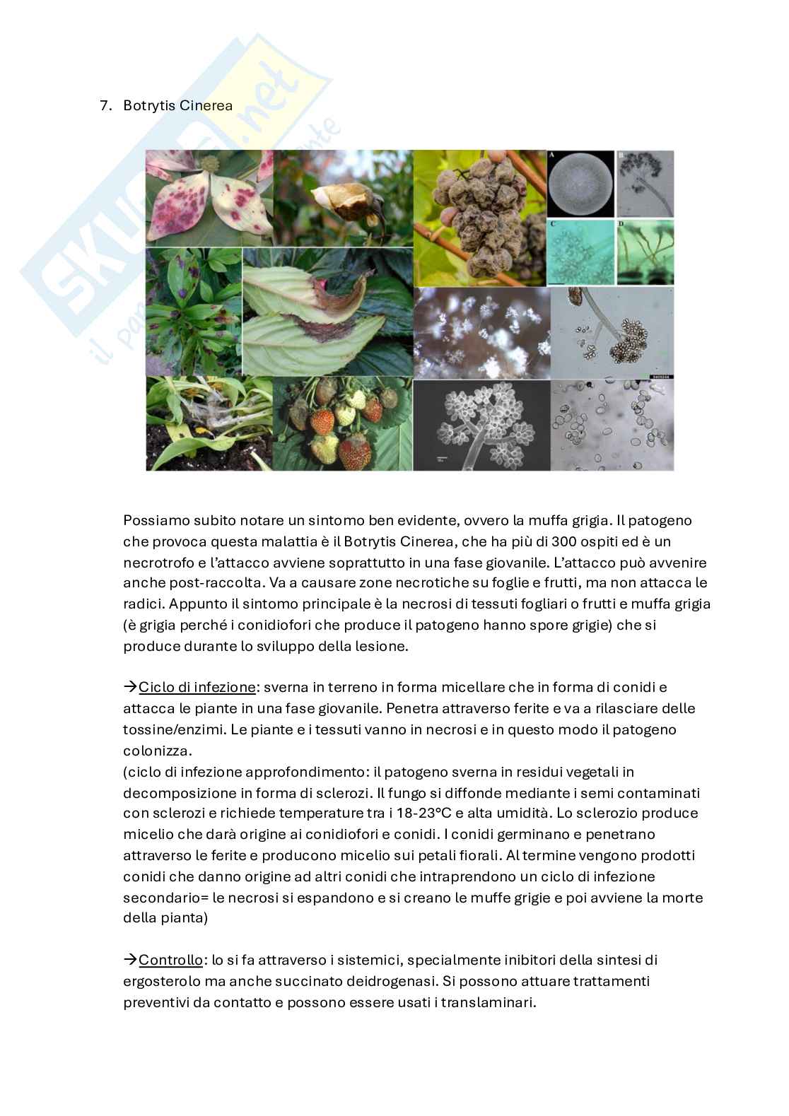 Patologia vegetale  Pag. 31