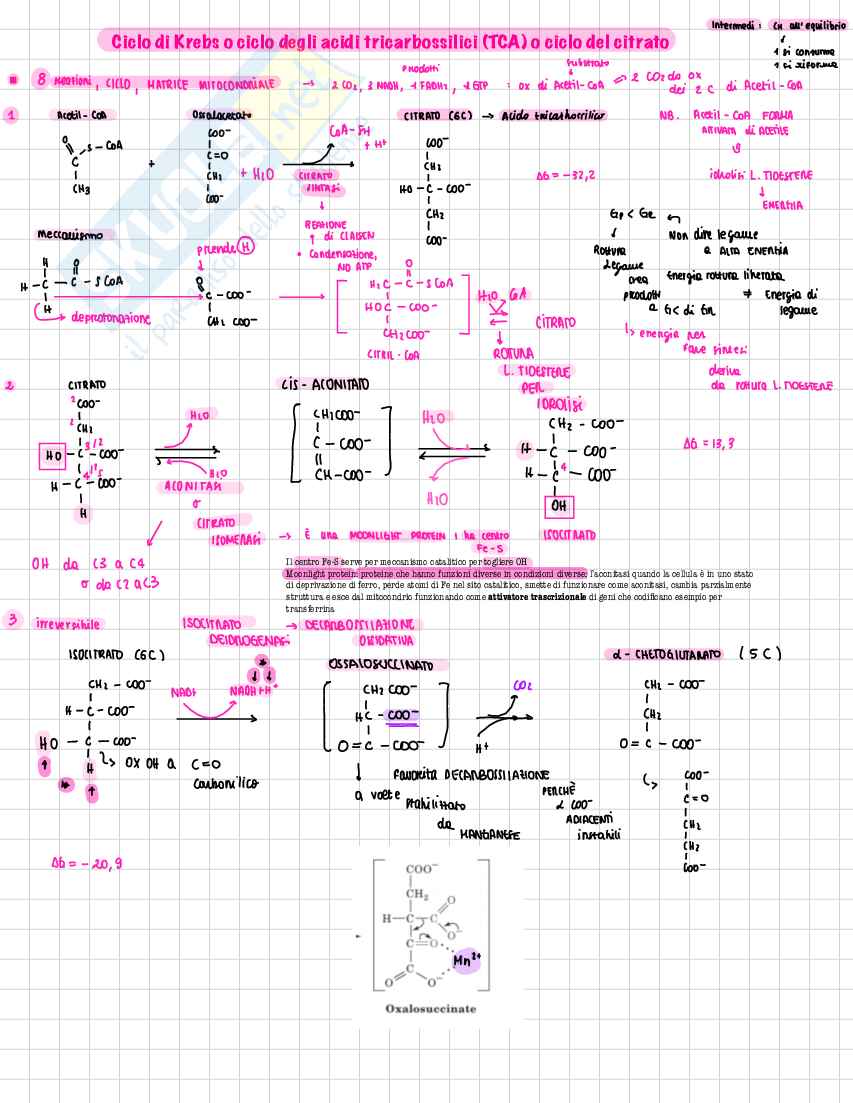 Schemi Biochimica metabolica - parte 1 di 3 Pag. 31