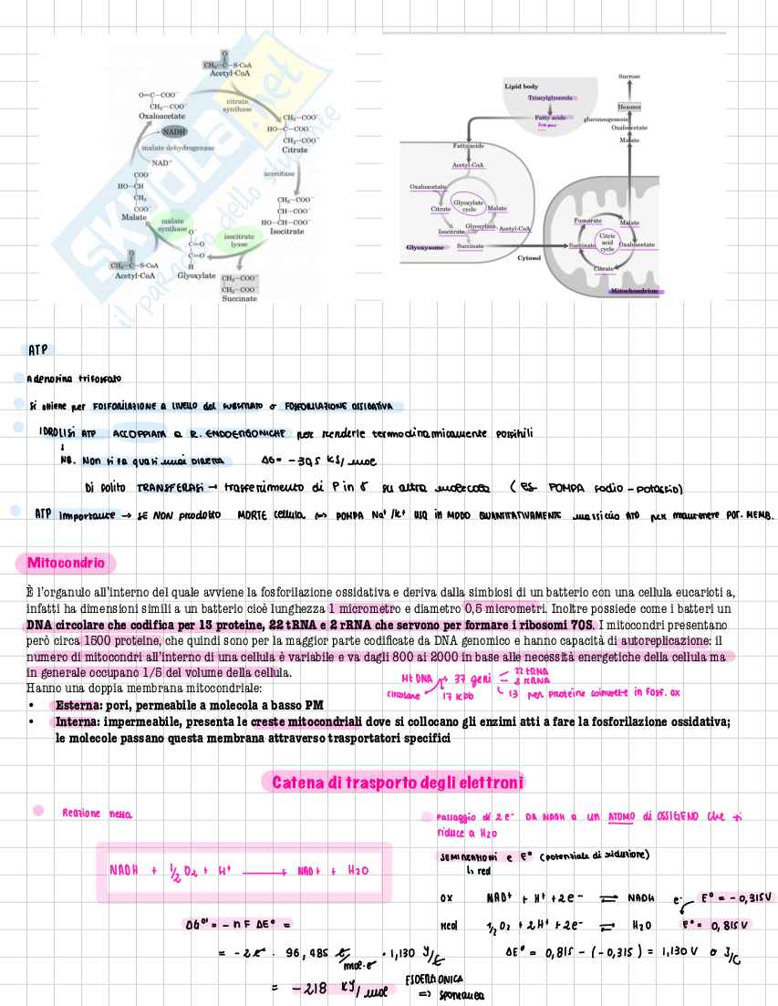 Schemi Biochimica metabolica - parte 1 di 3 Pag. 36