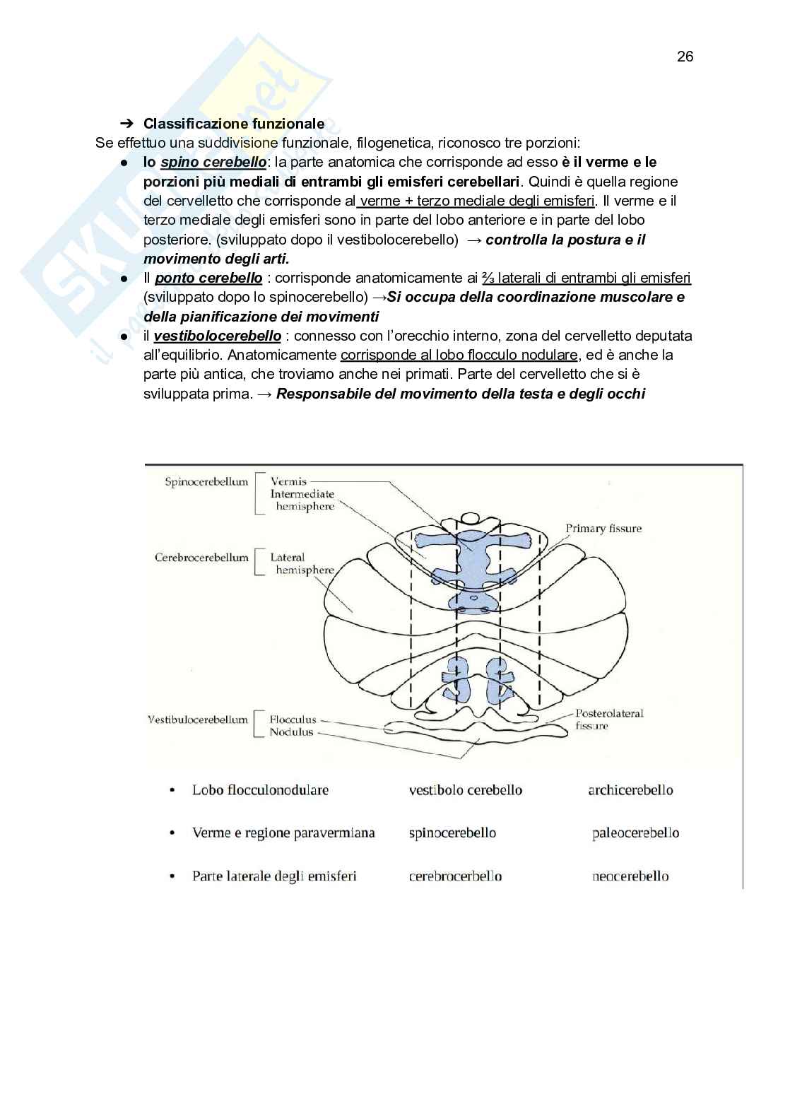Modulo: Anatomia chinesiologica funzionale Pag. 26