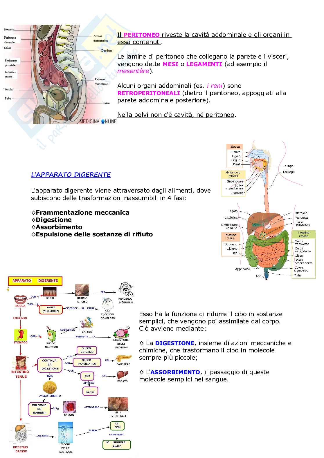 Apparato digerente - parte I Pag. 2