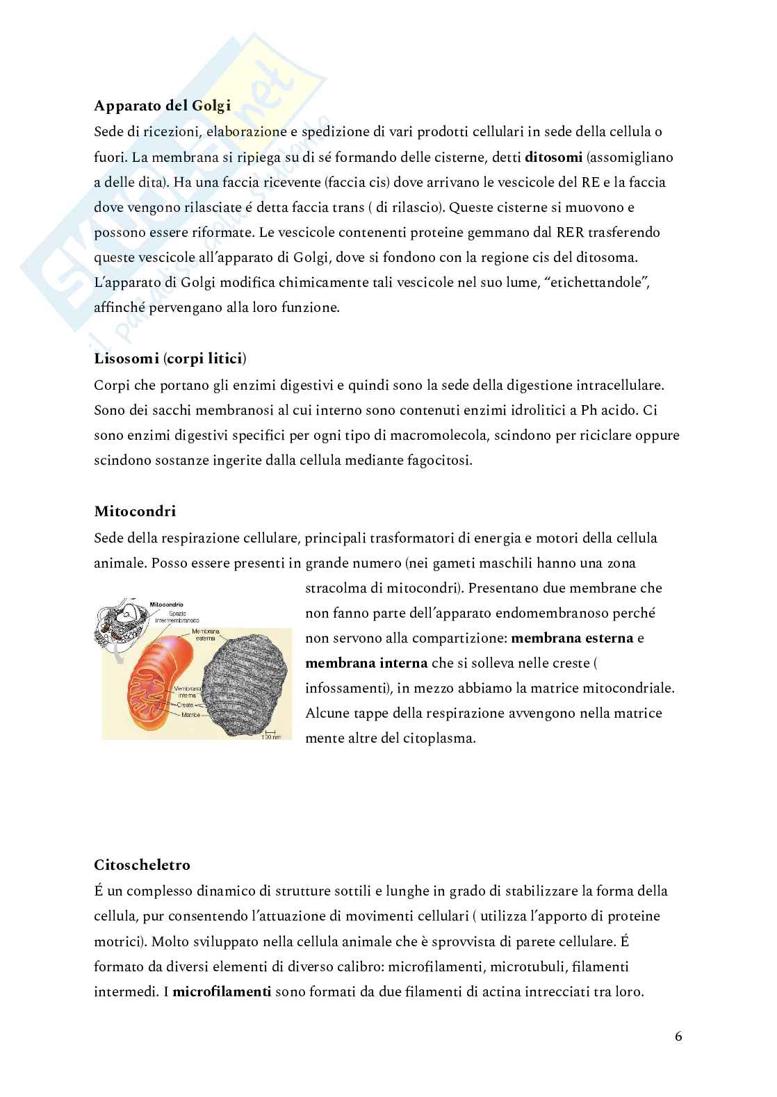 Genetica Pag. 6