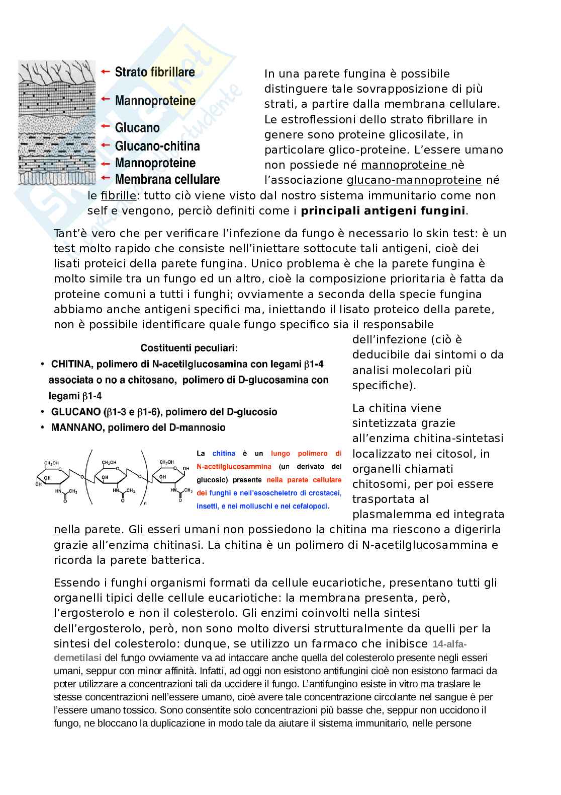 Funghi Pag. 2
