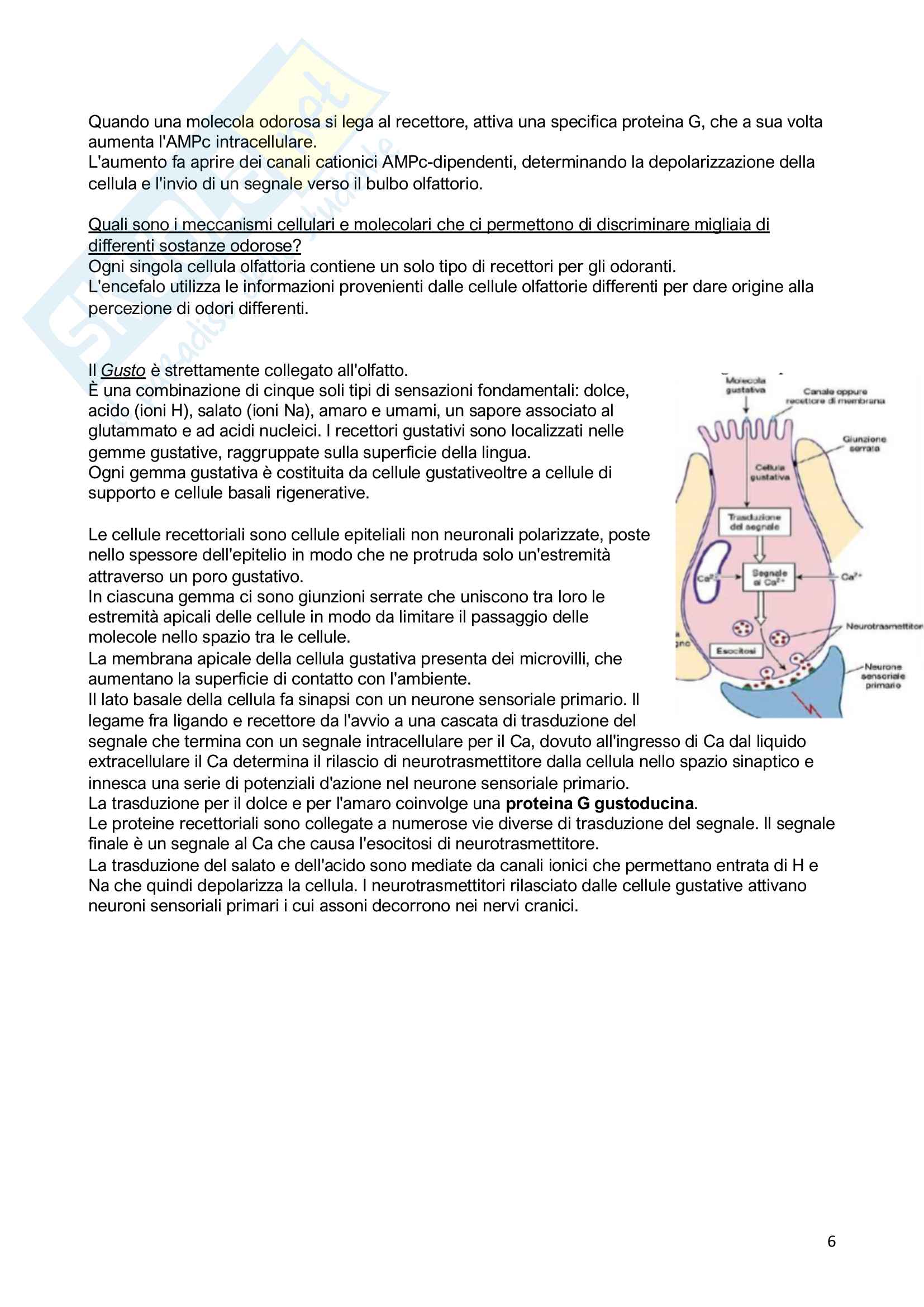 1.Fisiologia sensoriale Pag. 6