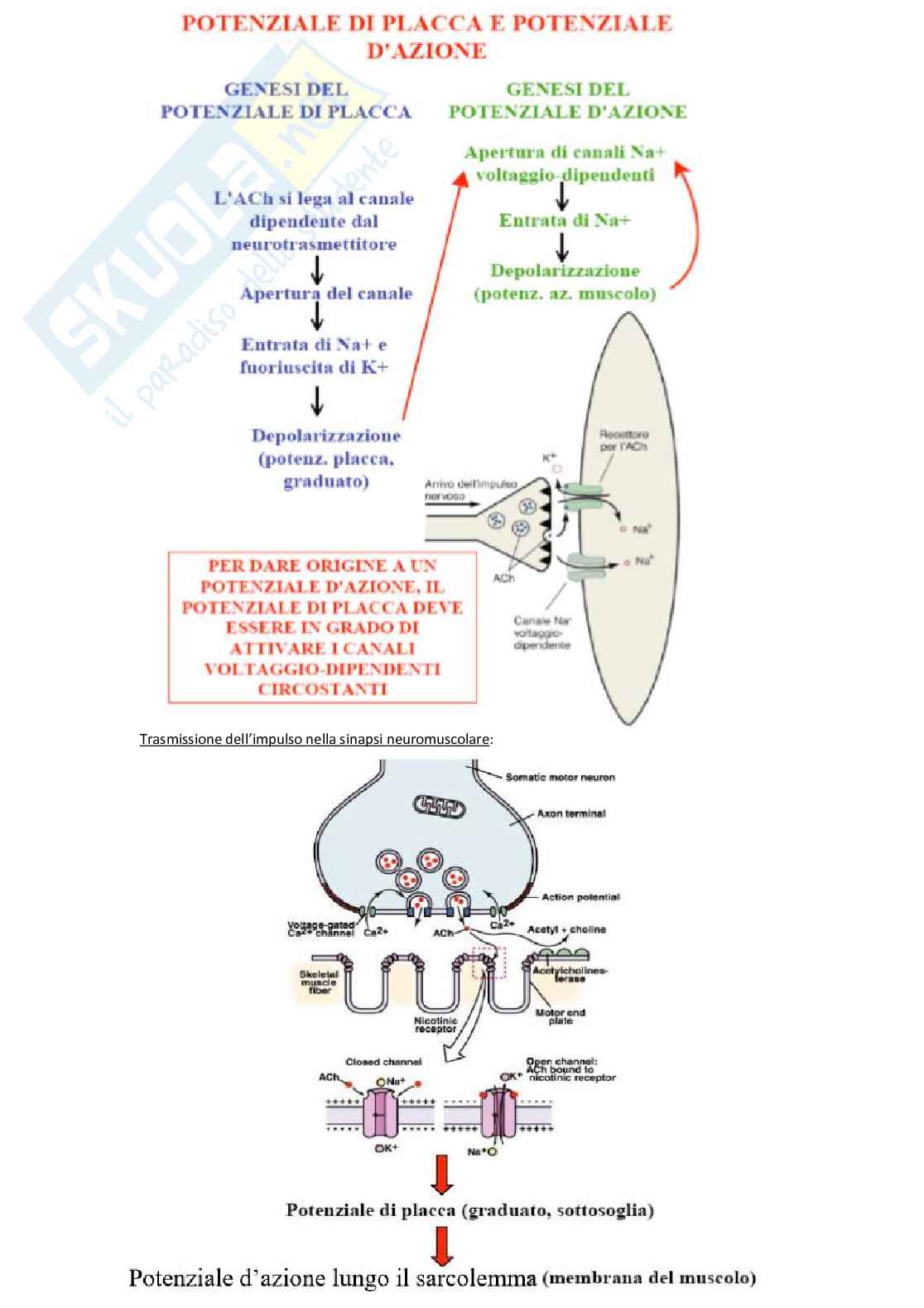 Fisiologia Pag. 81