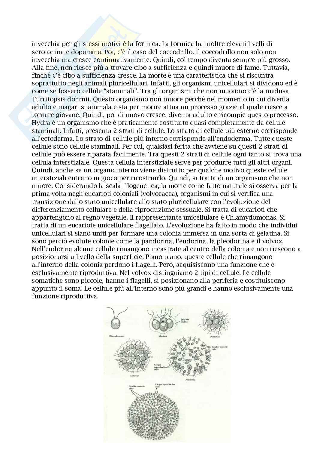 Appunti esame Genetica dell'invecchiamento Pag. 2
