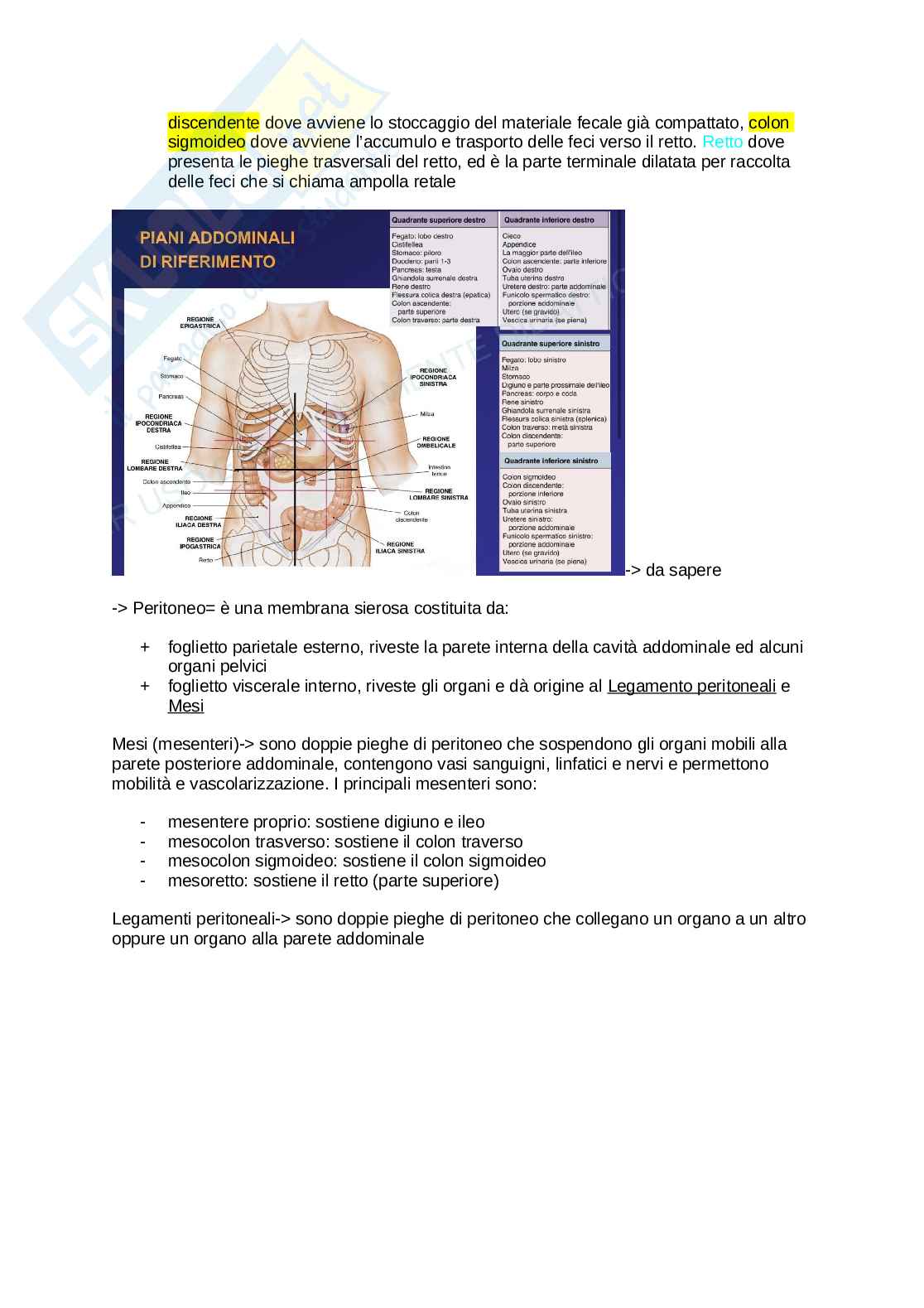 Anatomia umana  Pag. 36