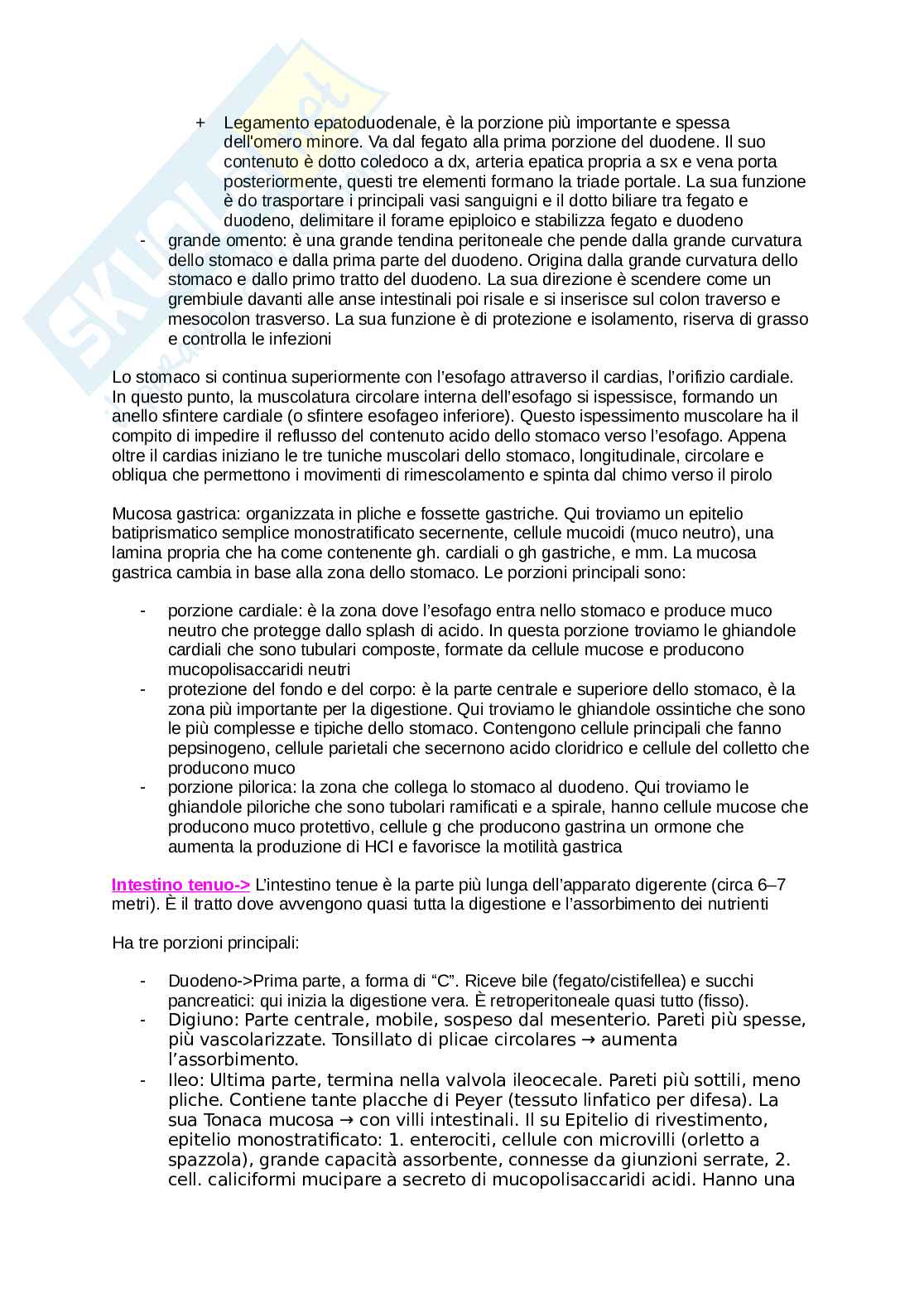 Anatomia umana  Pag. 41