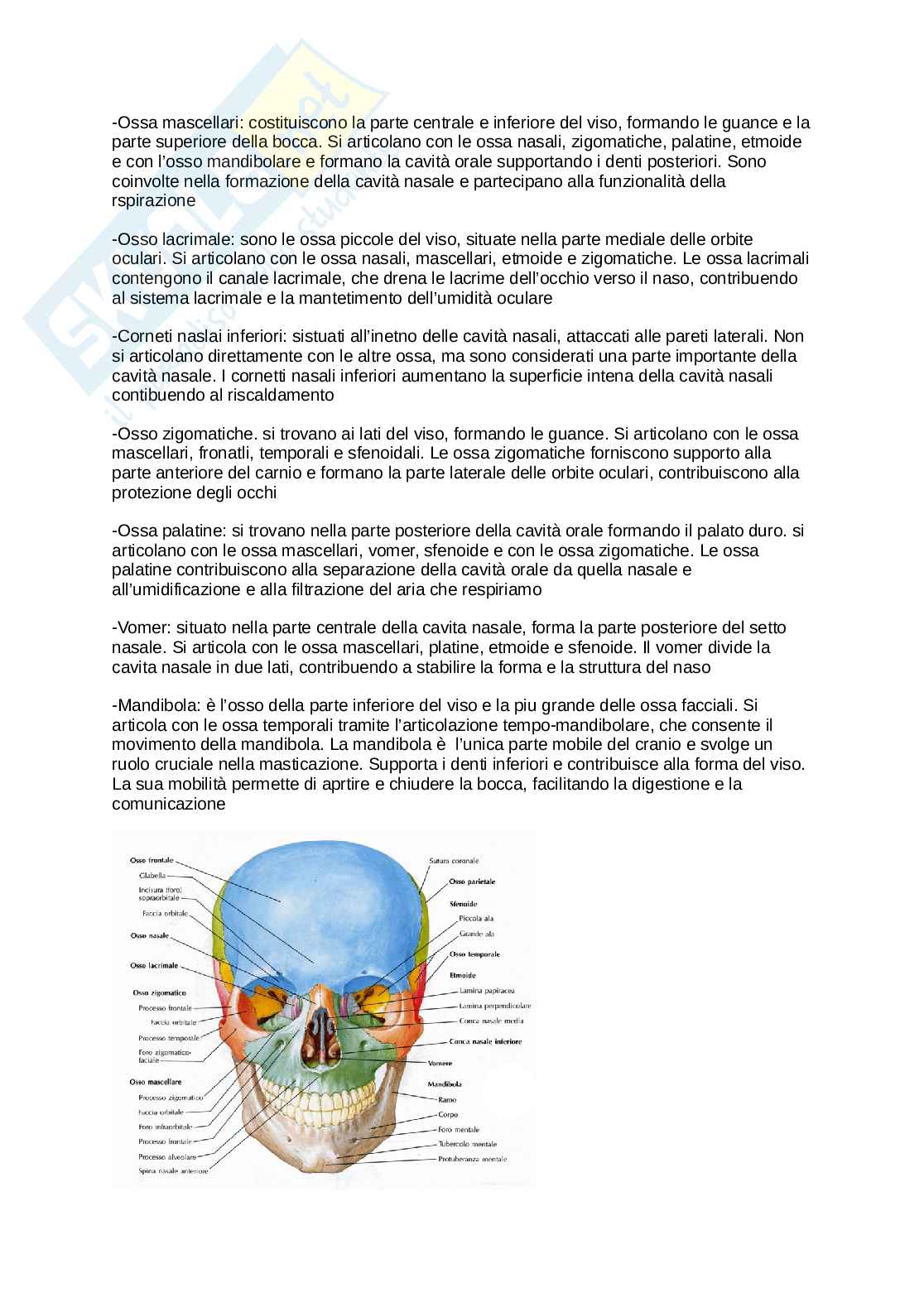 Anatomia umana  Pag. 6