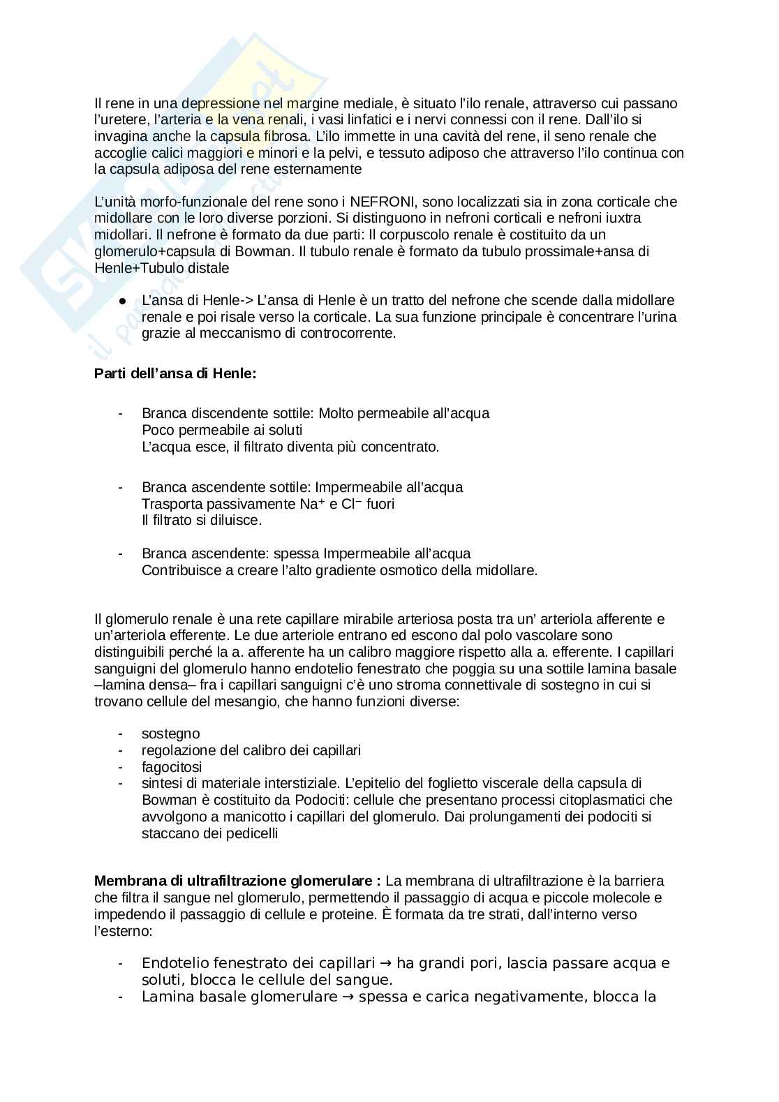 Anatomia umana  Pag. 61