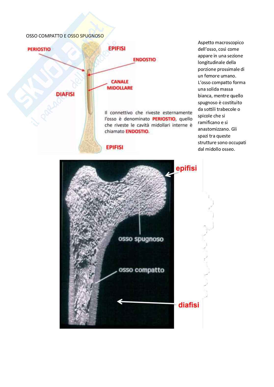 Esame di Istologia Pag. 61