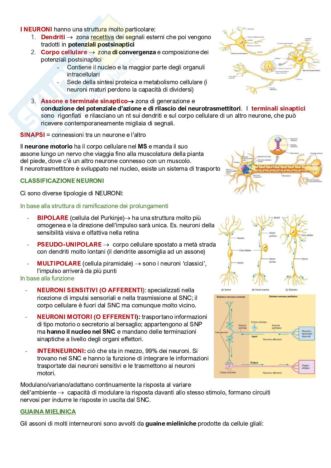 Fisiologia umana Pag. 21