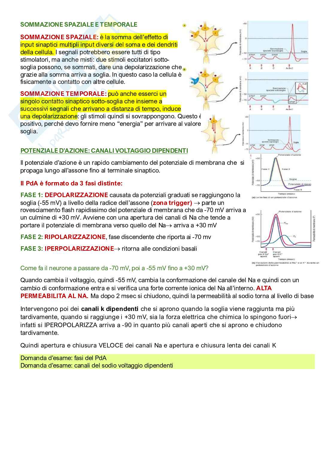 Fisiologia umana Pag. 26