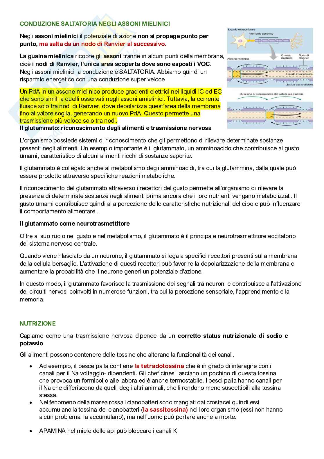 Fisiologia umana Pag. 31