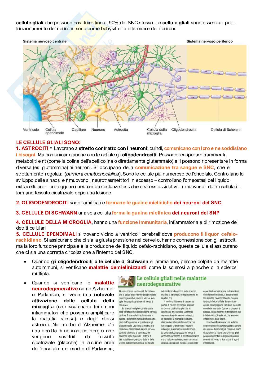 Fisiologia umana Pag. 41